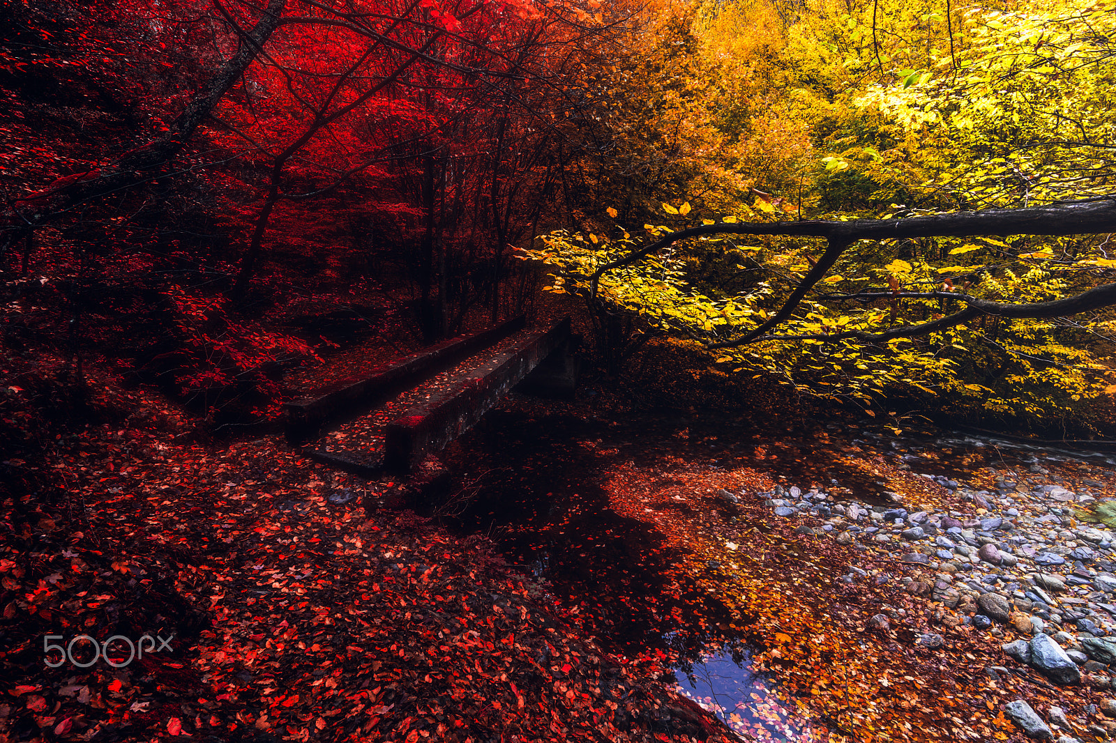 Tokina AT-X Pro 11-16mm F2.8 DX sample photo. Autumn photography