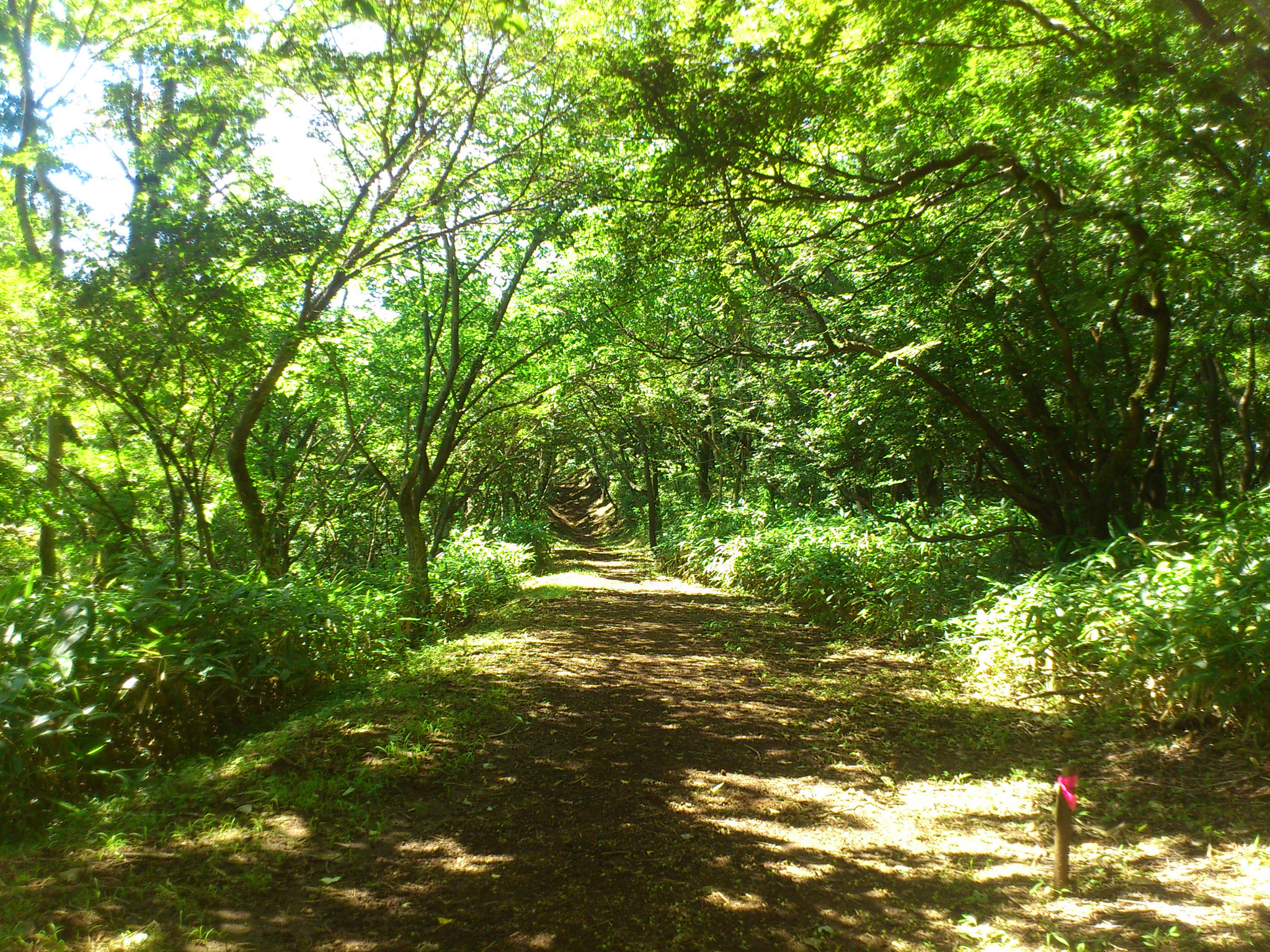 Sony Ericsson Xperia ray sample photo