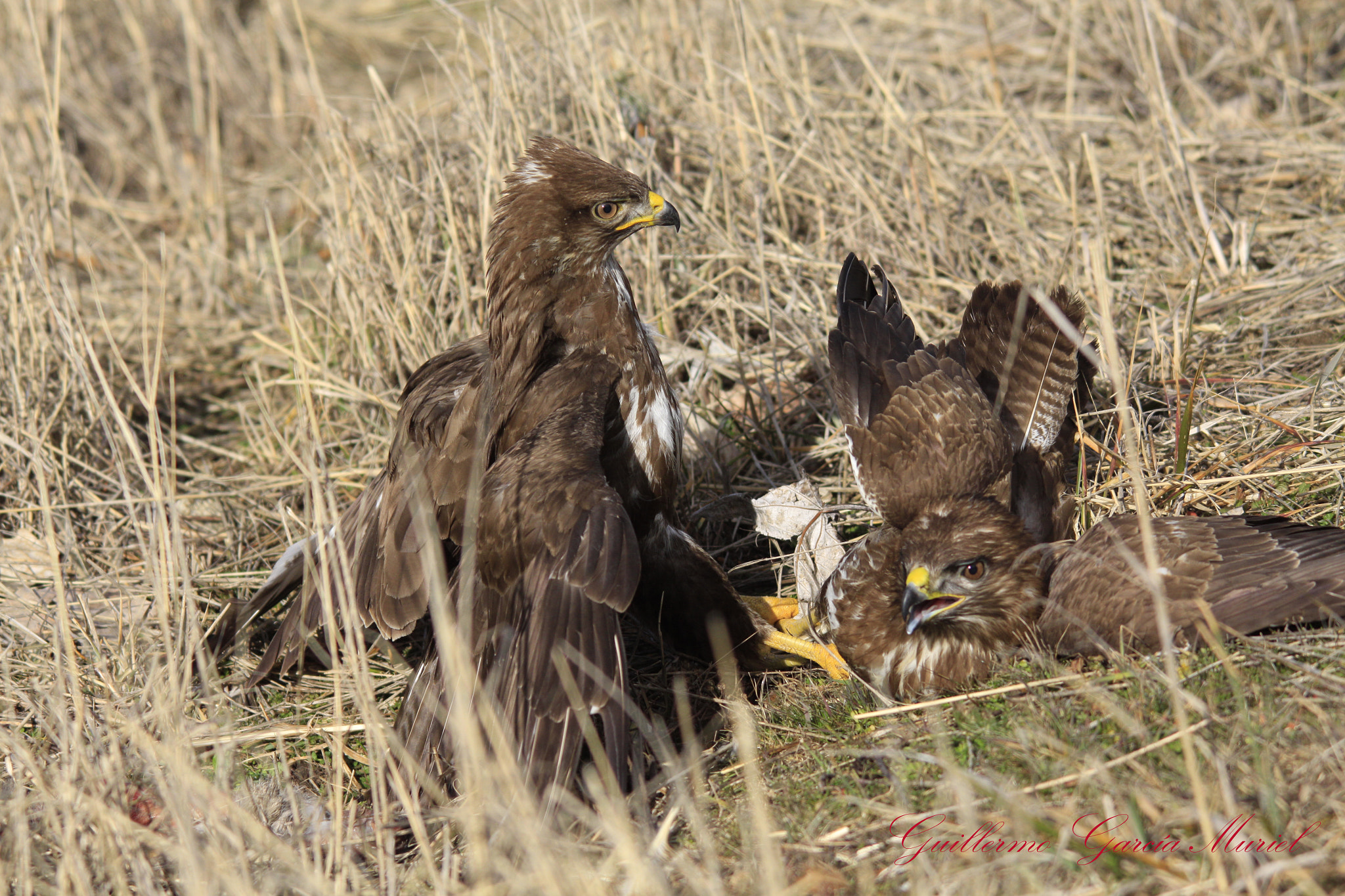 Sigma 150-500mm F5-6.3 DG OS HSM sample photo. Ratoneros copulando photography