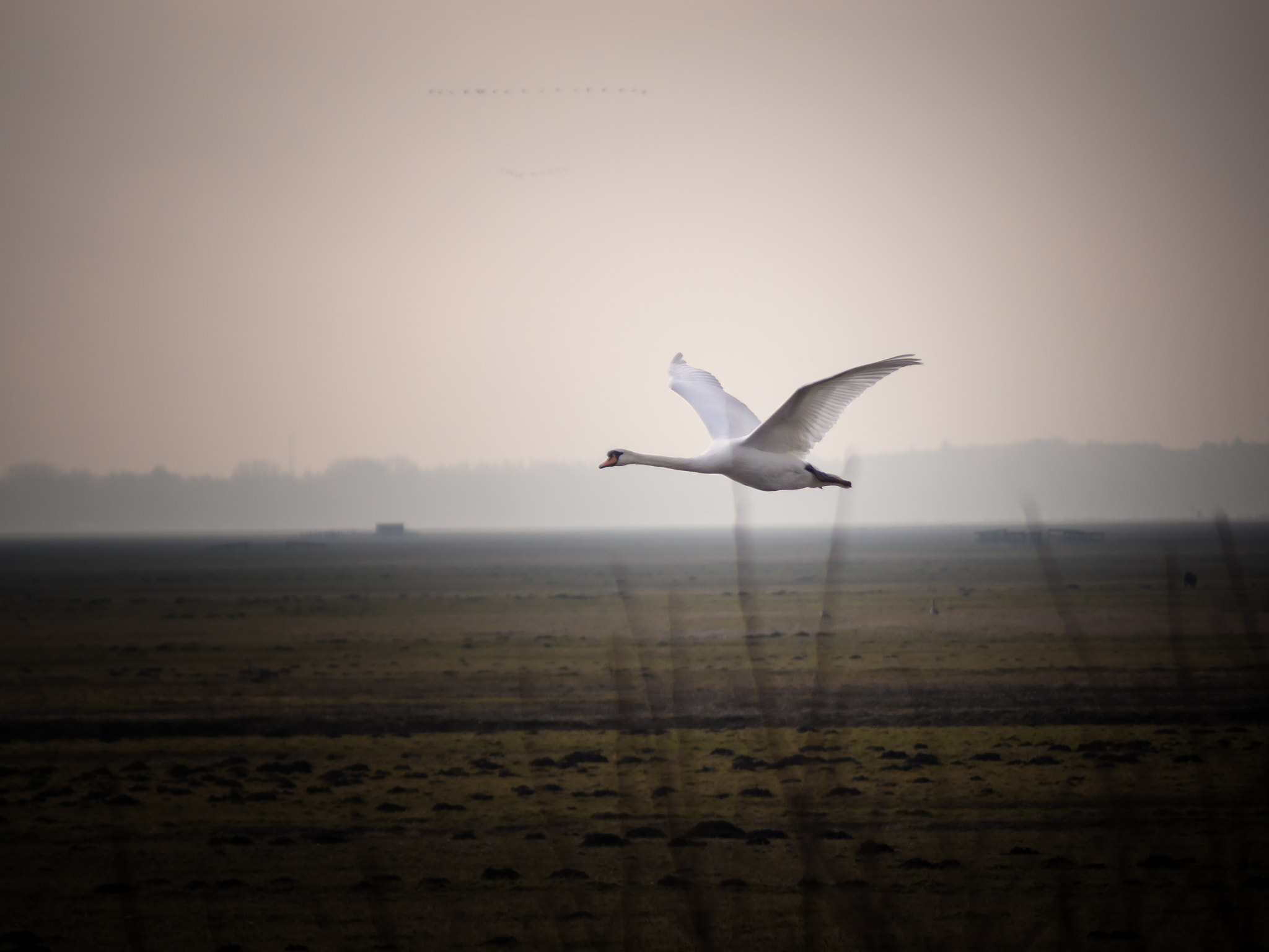 Olympus OM-D E-M10 + Panasonic Lumix G Vario 45-200mm F4-5.6 OIS sample photo. Swan in the eemnes polder. photography