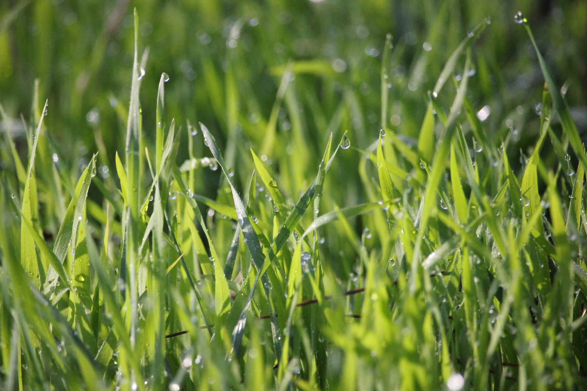 Canon EF-S 55-250mm F4-5.6 IS STM sample photo. After the rain photography
