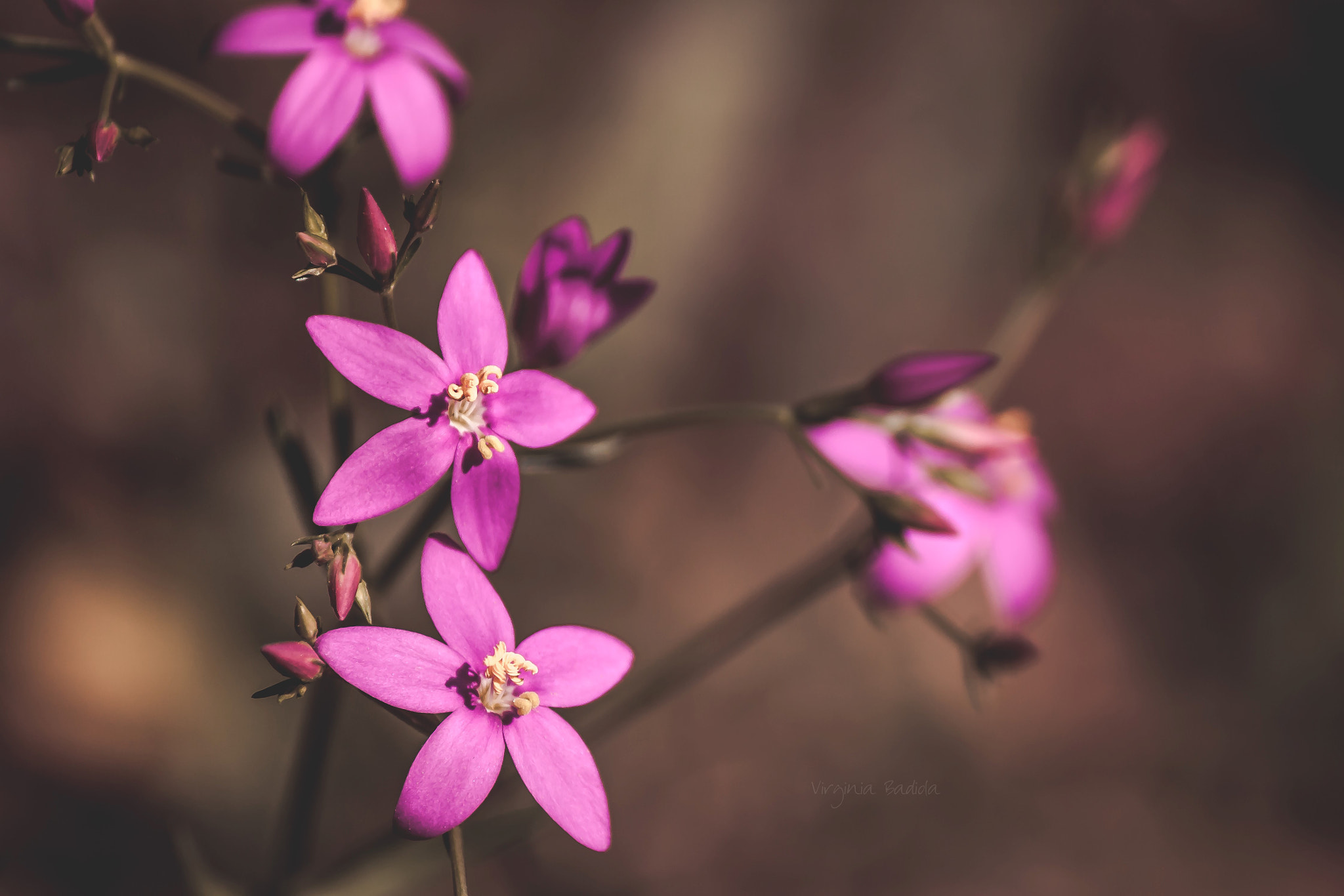 Canon EF-S 55-250mm F4-5.6 IS II sample photo. *** photography