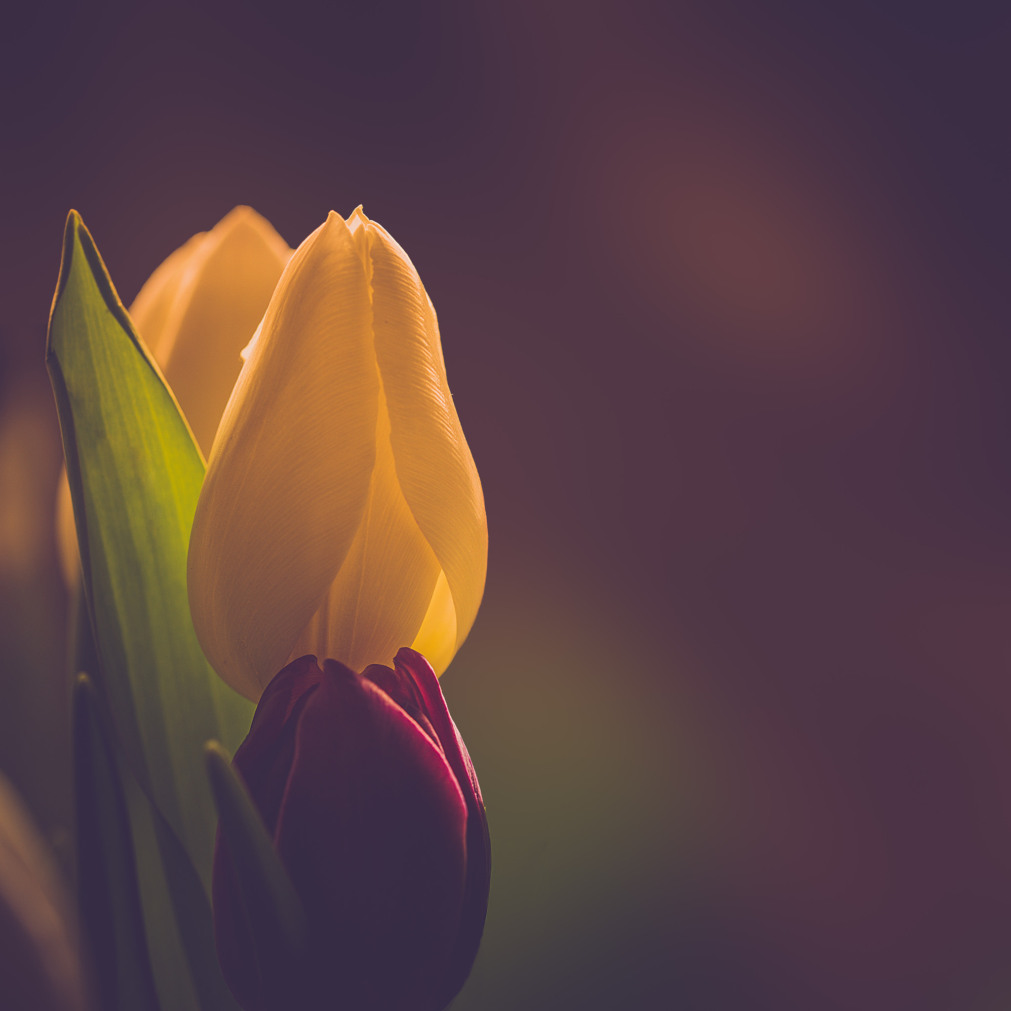 Sony a99 II sample photo. Tulips photography