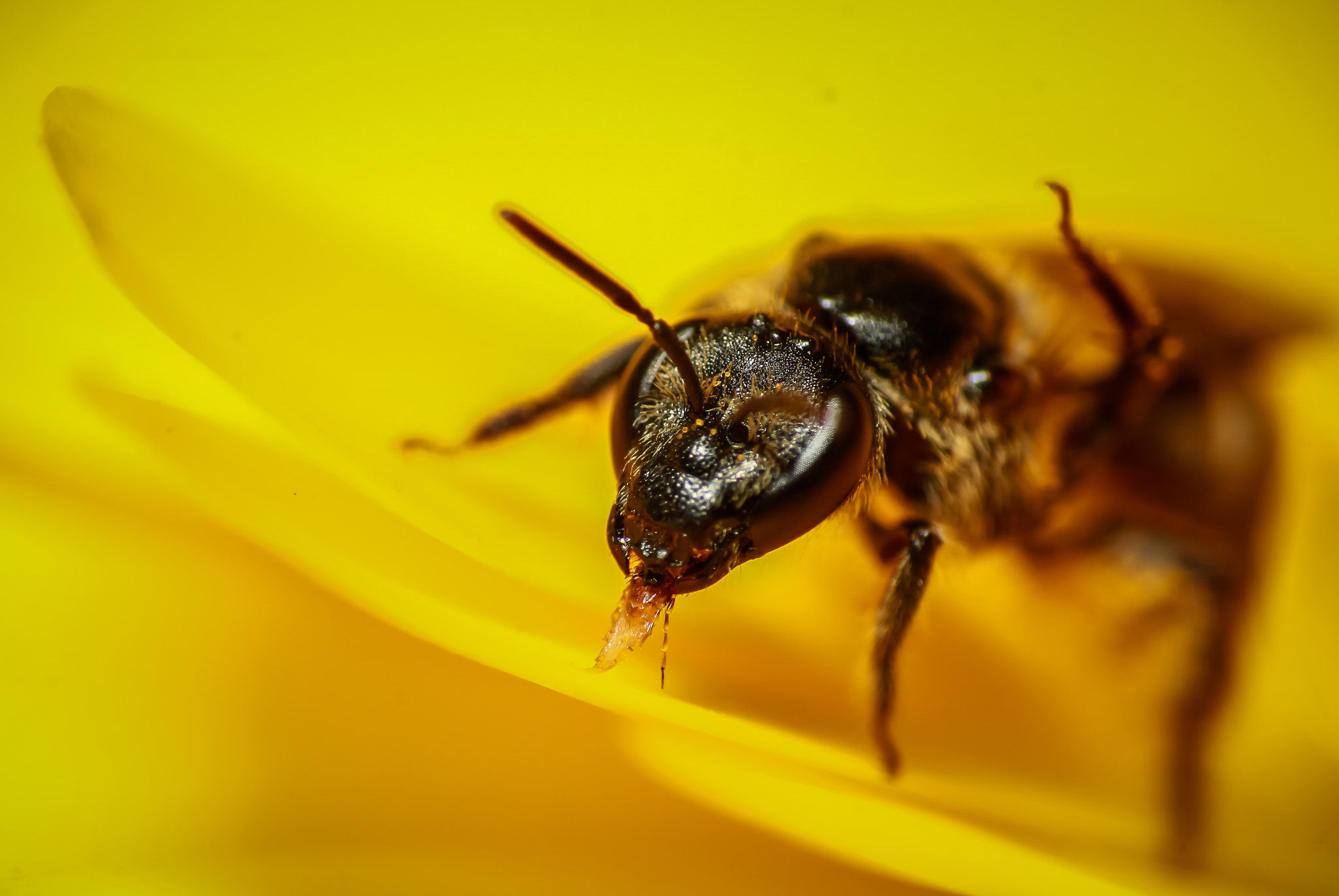 Canon EF-S 55-250mm F4-5.6 IS STM sample photo. The busy bee.... photography