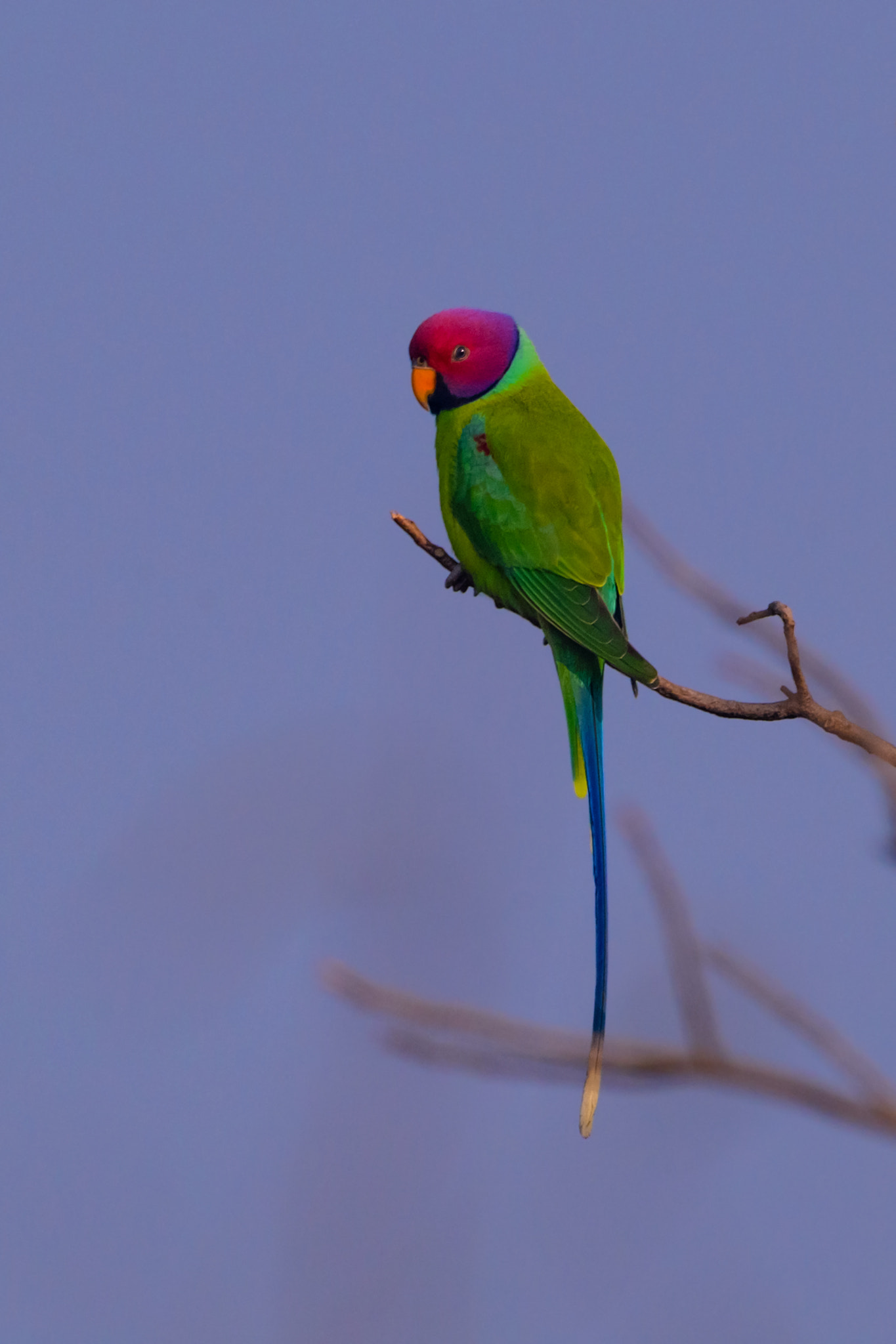 Nikon D5 + Nikon AF-S Nikkor 800mm F5.6E FL ED VR sample photo. Plum-headed parakeet  psittacula cyanocephala photography