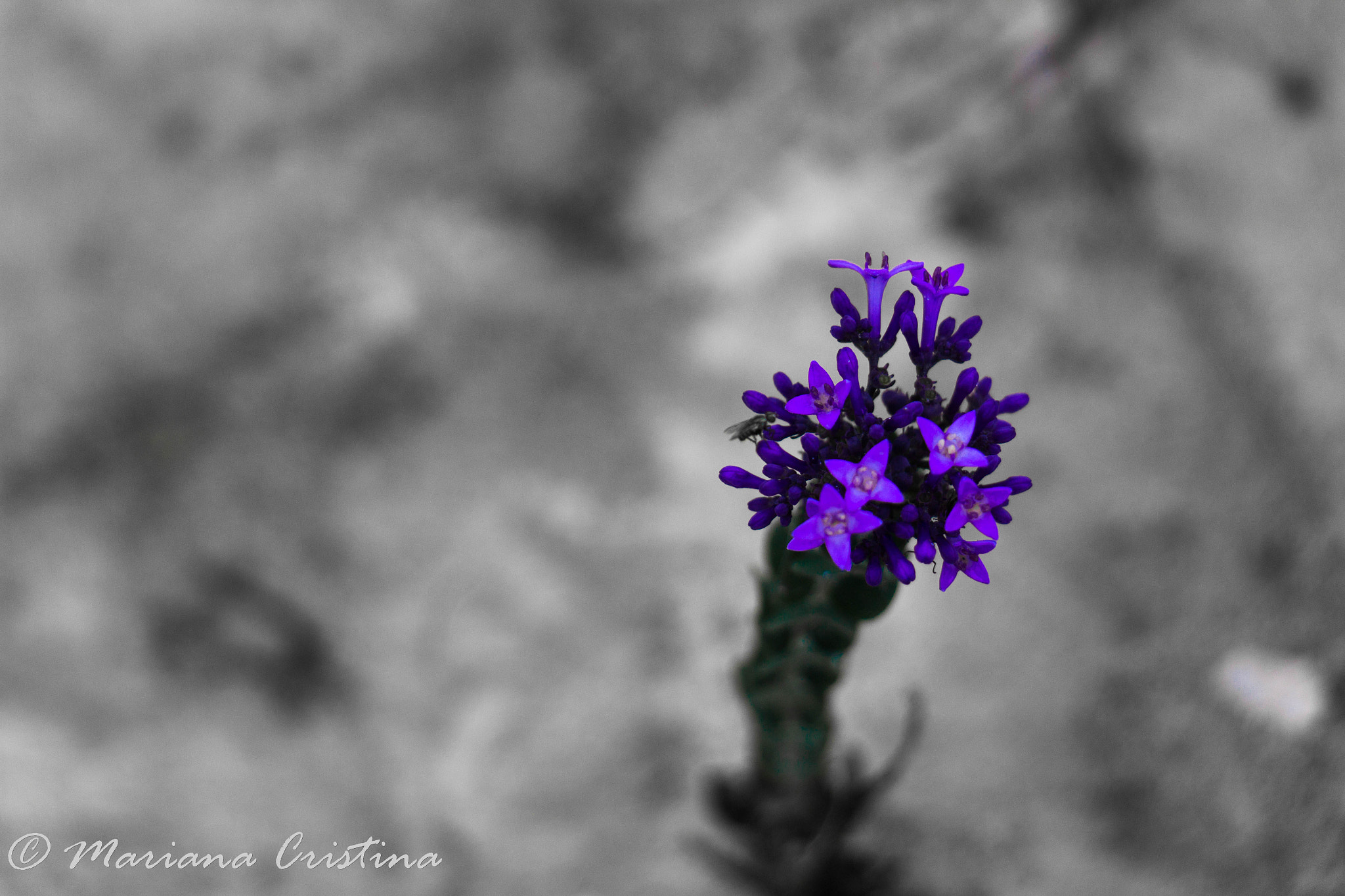 Canon EOS 1200D (EOS Rebel T5 / EOS Kiss X70 / EOS Hi) sample photo. Mariana cristina photography