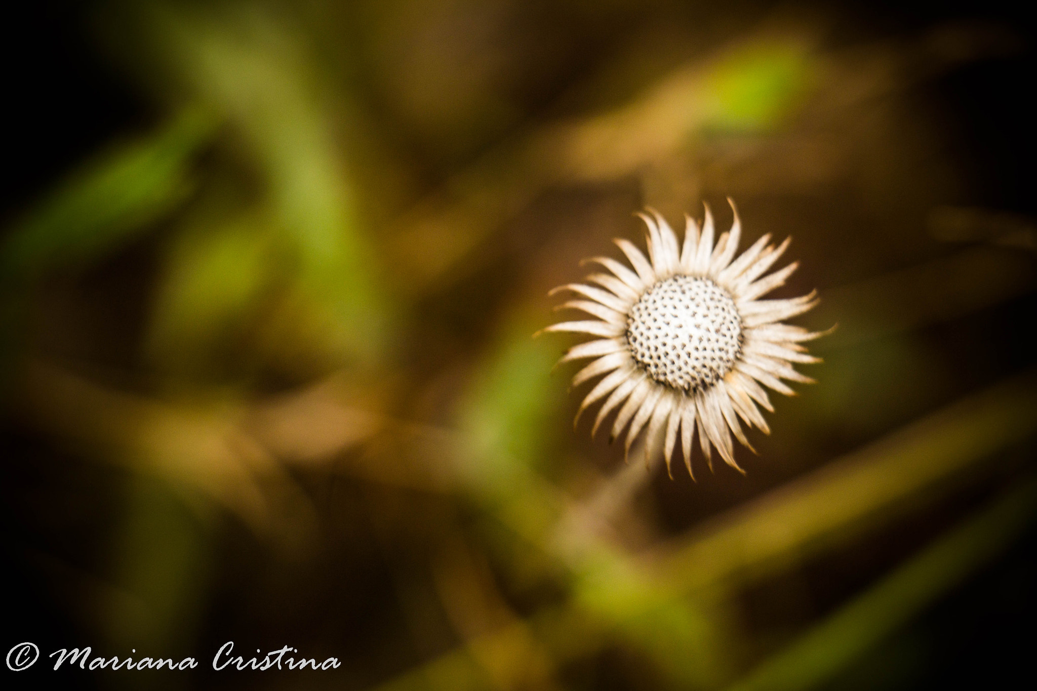 Canon EOS 1200D (EOS Rebel T5 / EOS Kiss X70 / EOS Hi) sample photo. Mariana cristina photography