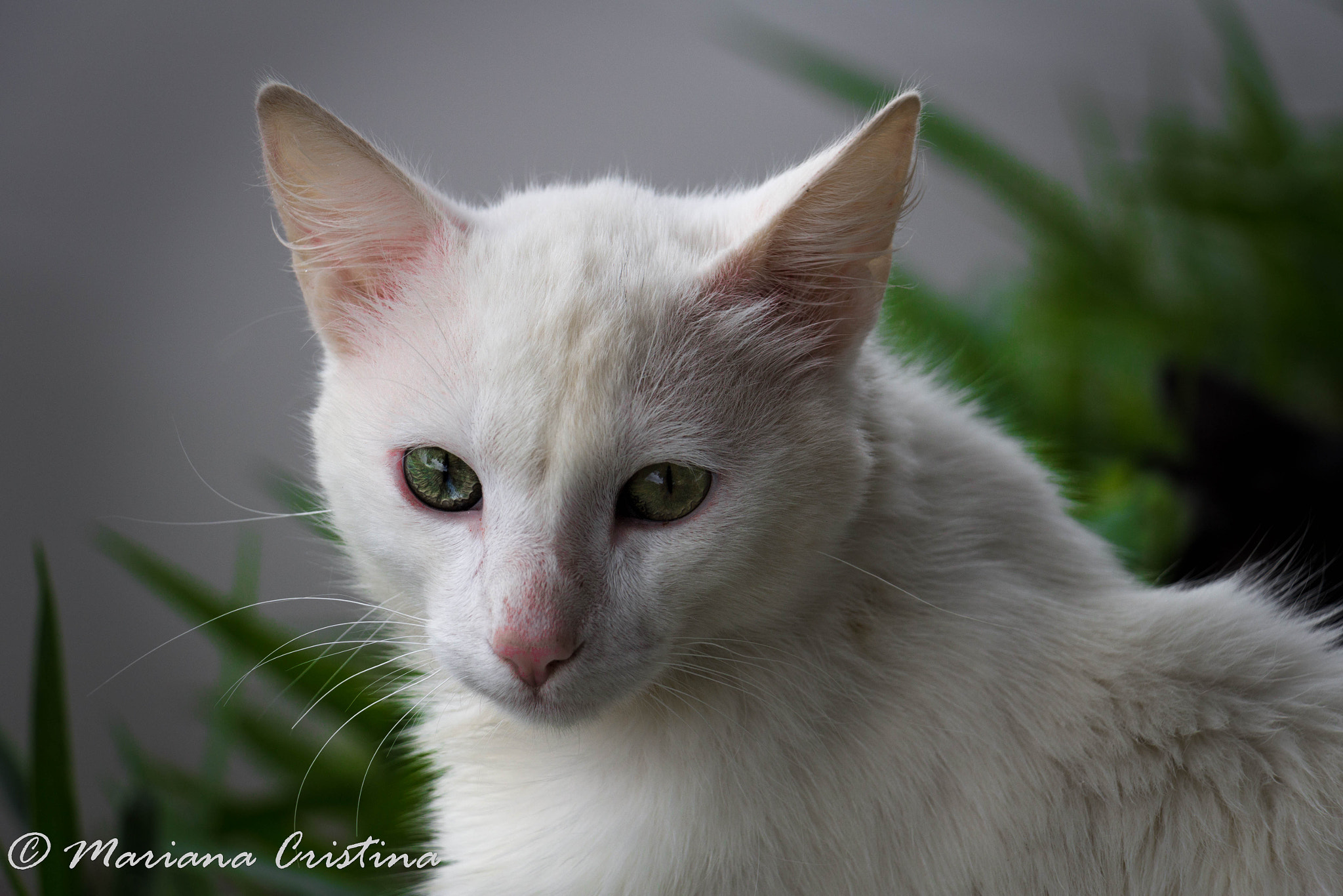 Canon EOS 1200D (EOS Rebel T5 / EOS Kiss X70 / EOS Hi) sample photo. Mariana cristina photography