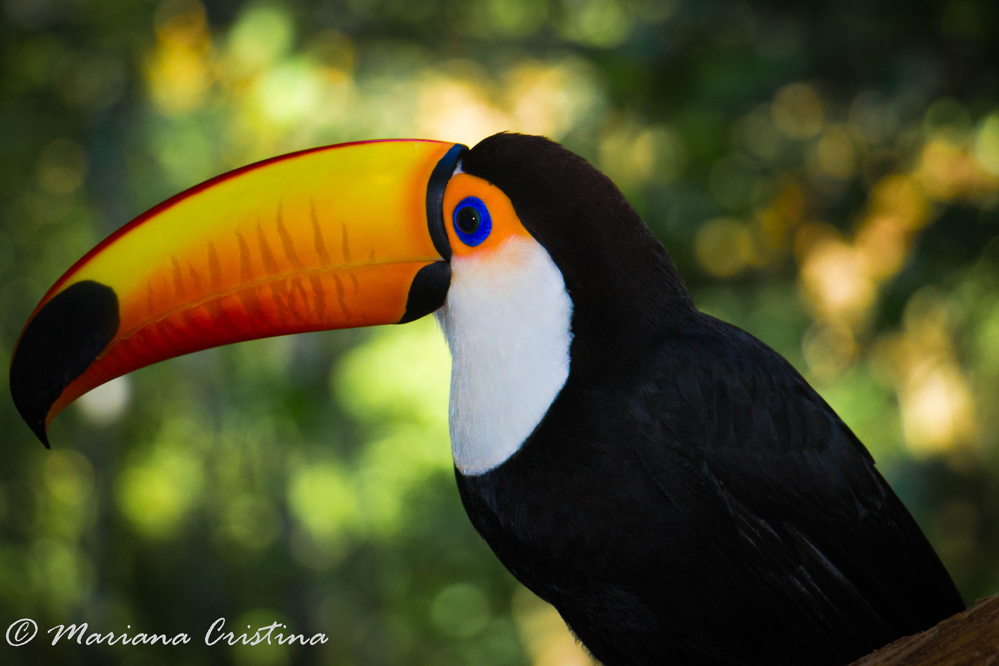 Canon EOS 1200D (EOS Rebel T5 / EOS Kiss X70 / EOS Hi) sample photo. Mariana cristina photography