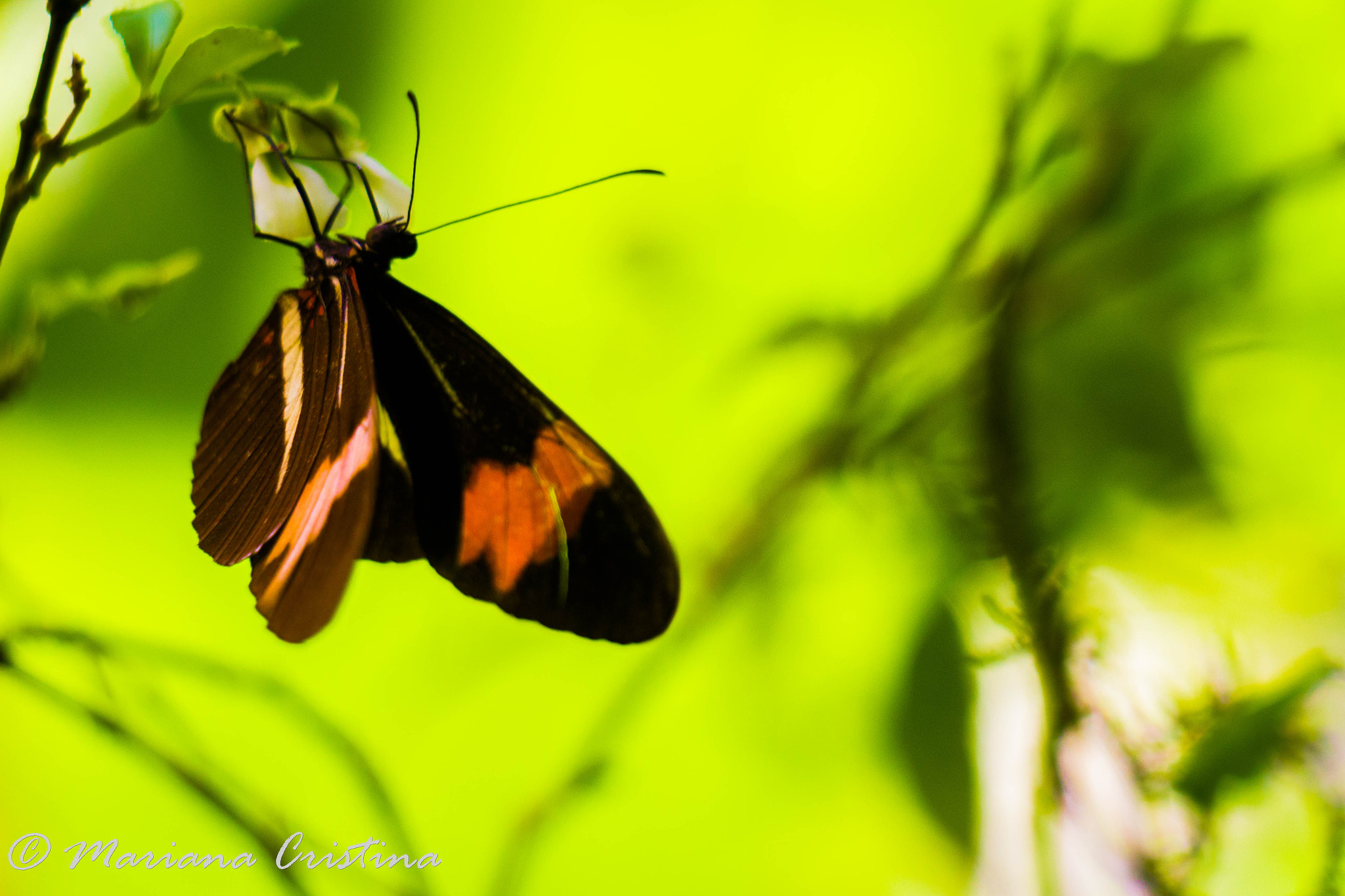 Canon EOS 1200D (EOS Rebel T5 / EOS Kiss X70 / EOS Hi) sample photo. Mariana cristina photography