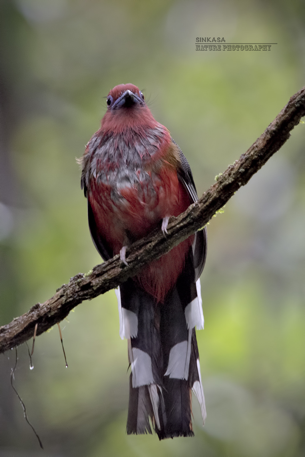 Nikon AF-S Nikkor 400mm F2.8G ED VR II sample photo. Red headed trogon photography