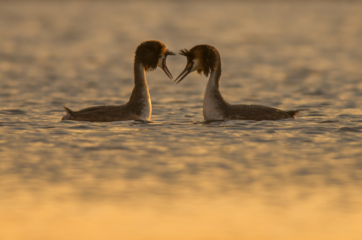 Nikon D600 + Nikon AF-S Nikkor 300mm F4D ED-IF sample photo. The great crested grebe photography