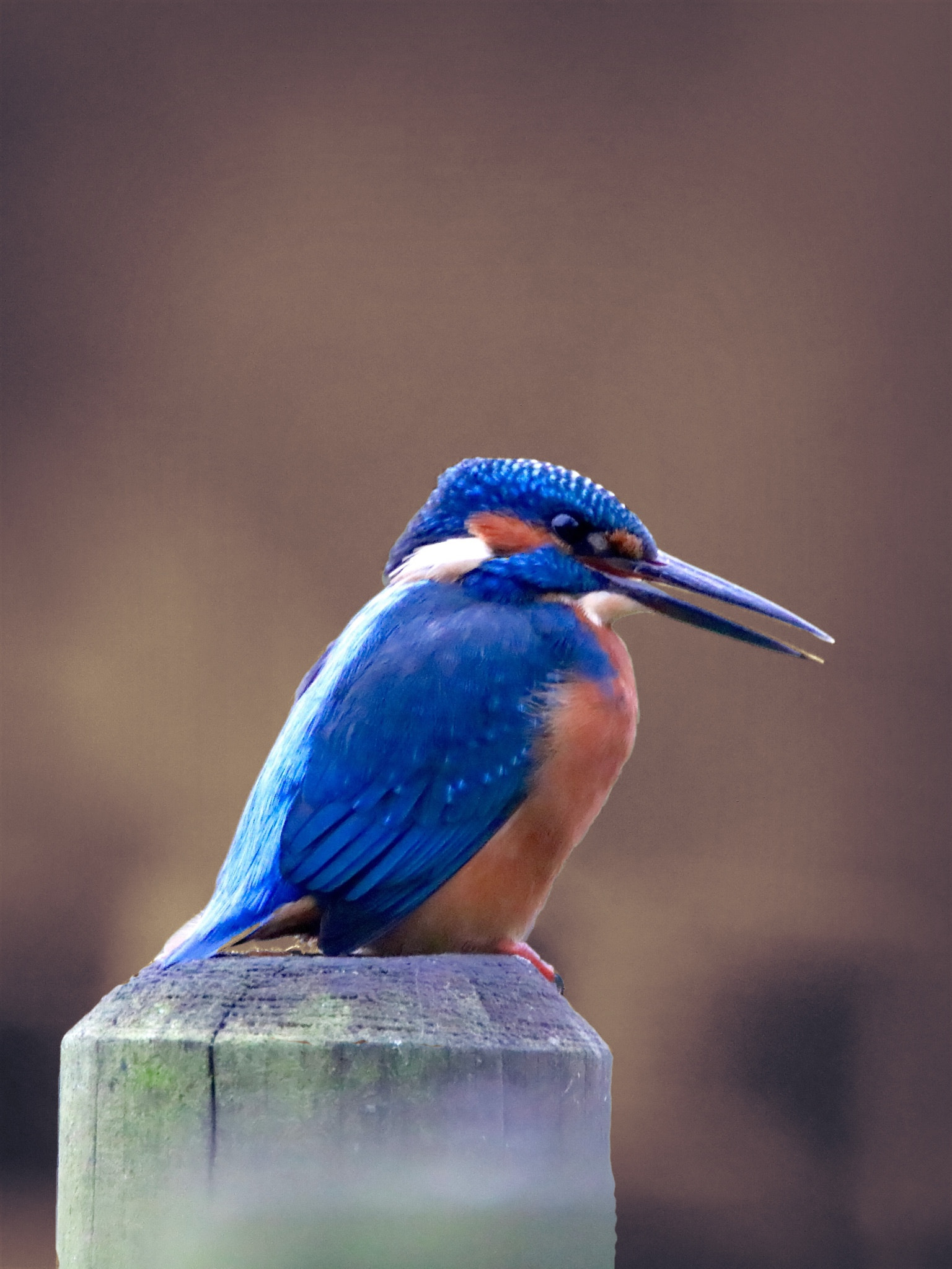 Tamron SP 150-600mm F5-6.3 Di VC USD sample photo. Version 2 with brown back ground. i am posting 3 v ... photography