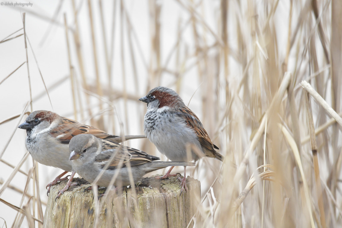 Nikon D500 sample photo. Sparrow in the winter photography