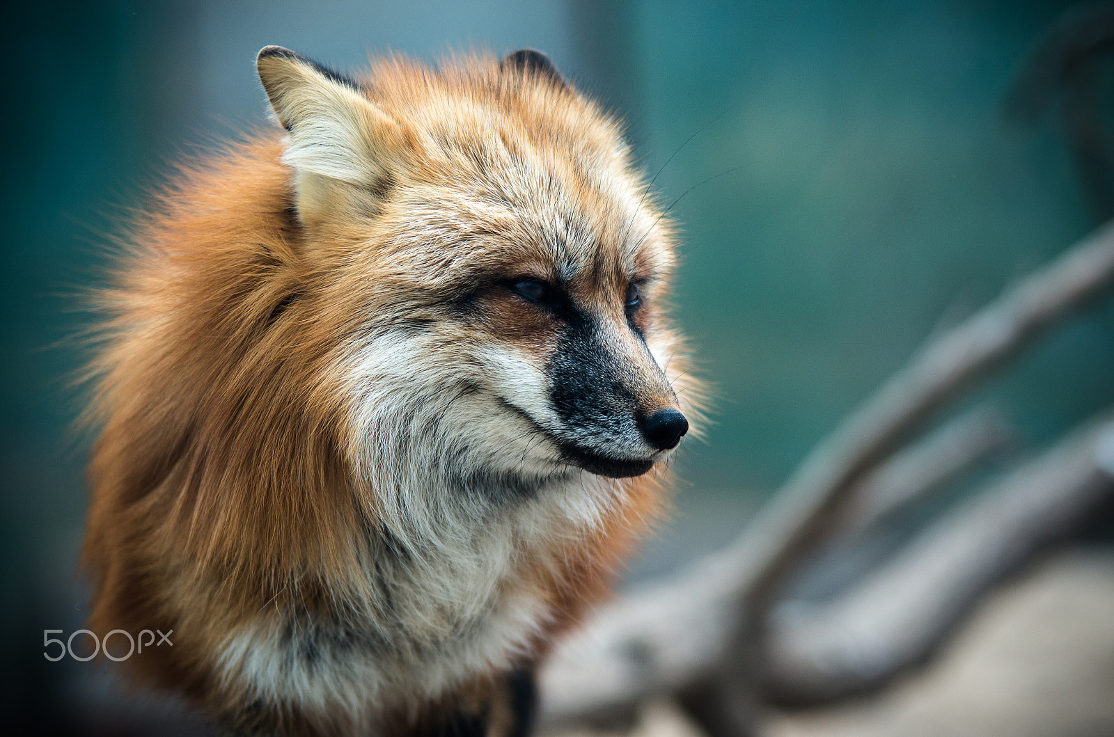 Pentax K-5 IIs + Sigma sample photo. Red fox photography