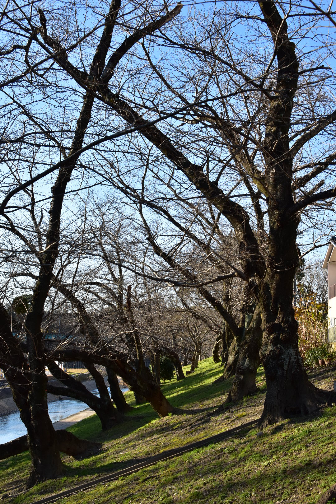 Nikon D5500 sample photo