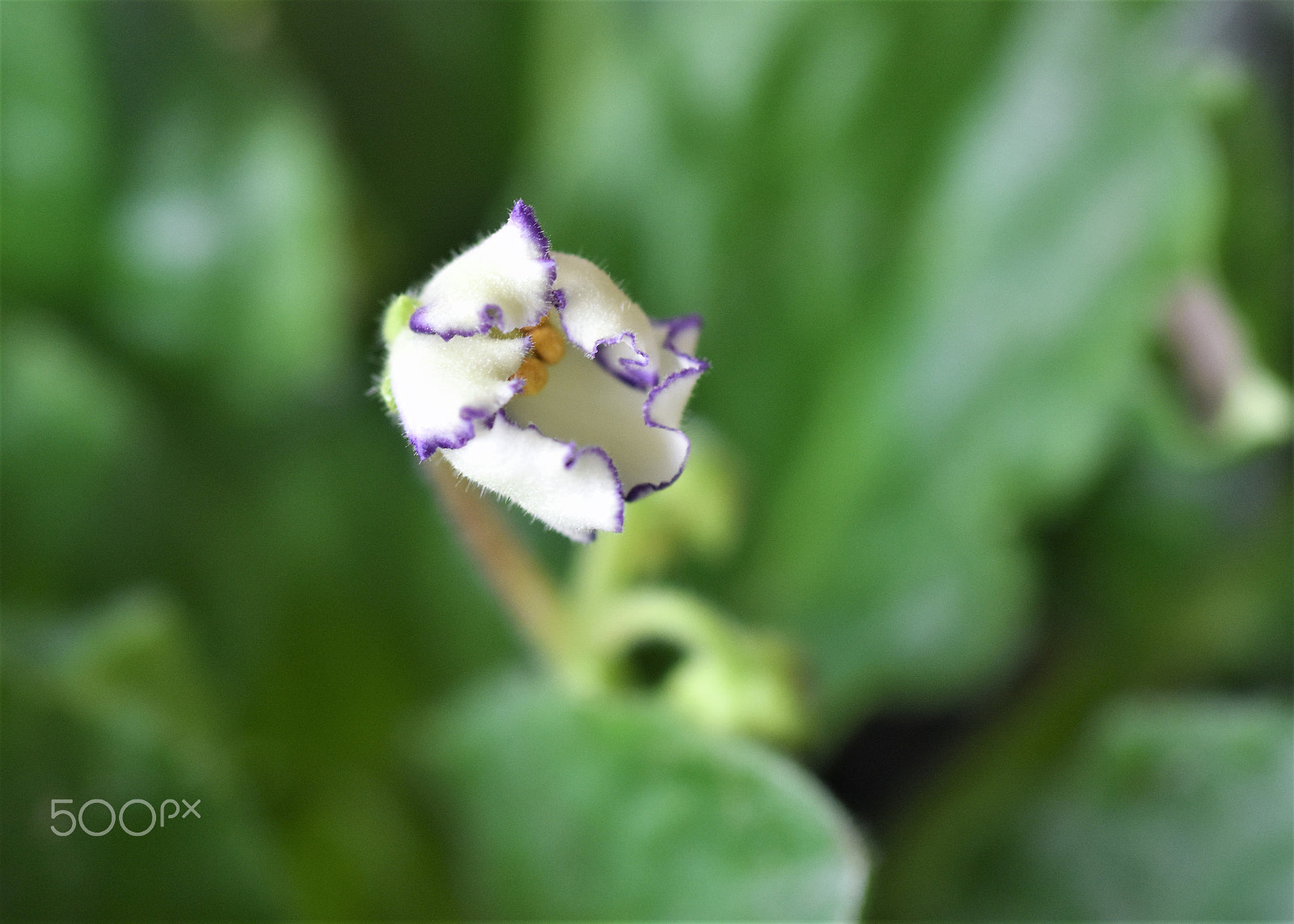 Nikon D7200 + AF Micro-Nikkor 60mm f/2.8 sample photo. Again photography