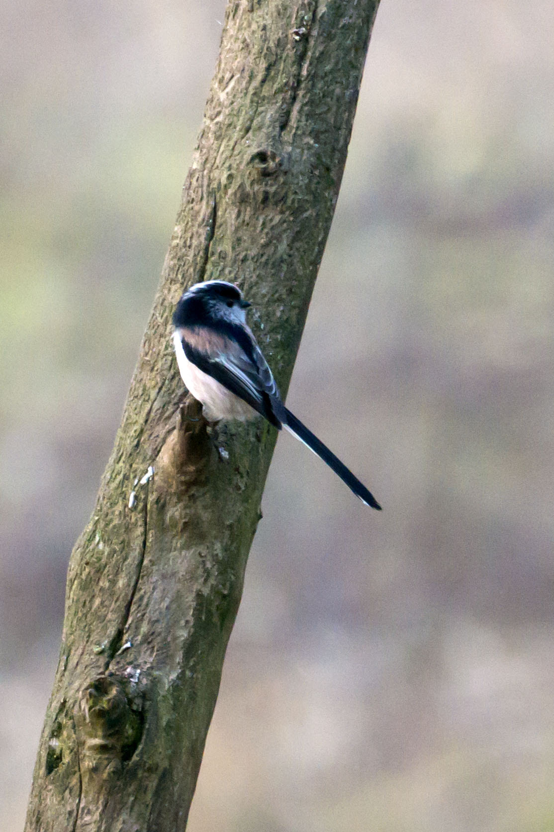 70-300mm F4.5-5.6 G OSS sample photo. Sandy - long-tailed tit photography