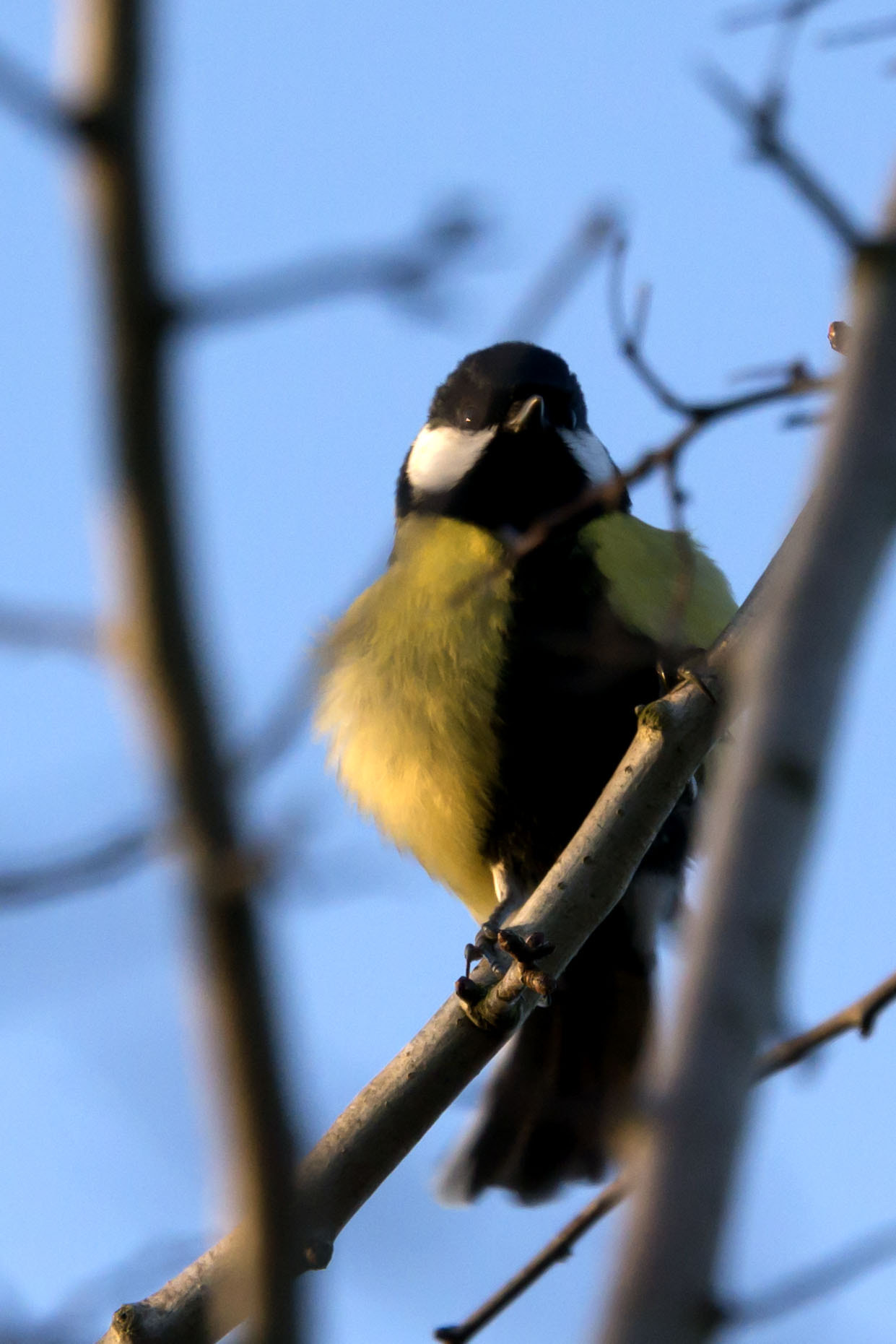 Sony Alpha NEX-6 + 70-300mm F4.5-5.6 G OSS sample photo. Rye meads - great tit photography