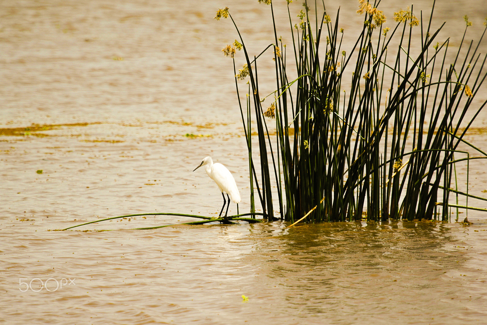 Canon EF 100-400mm F4.5-5.6L IS USM sample photo. Cattle egret photography