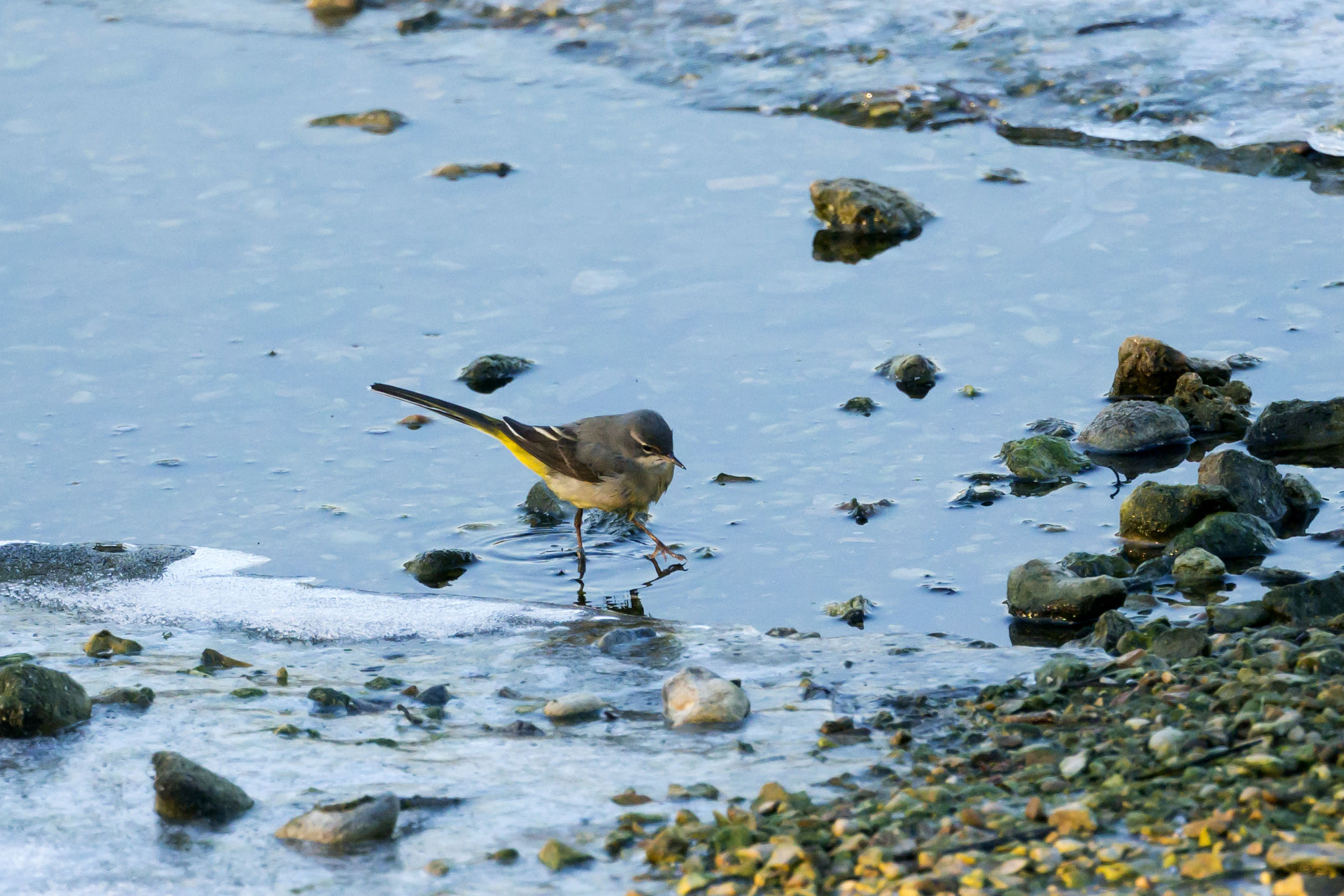 70-300mm F4.5-5.6 G OSS sample photo. Rye meads - grey wagtail photography