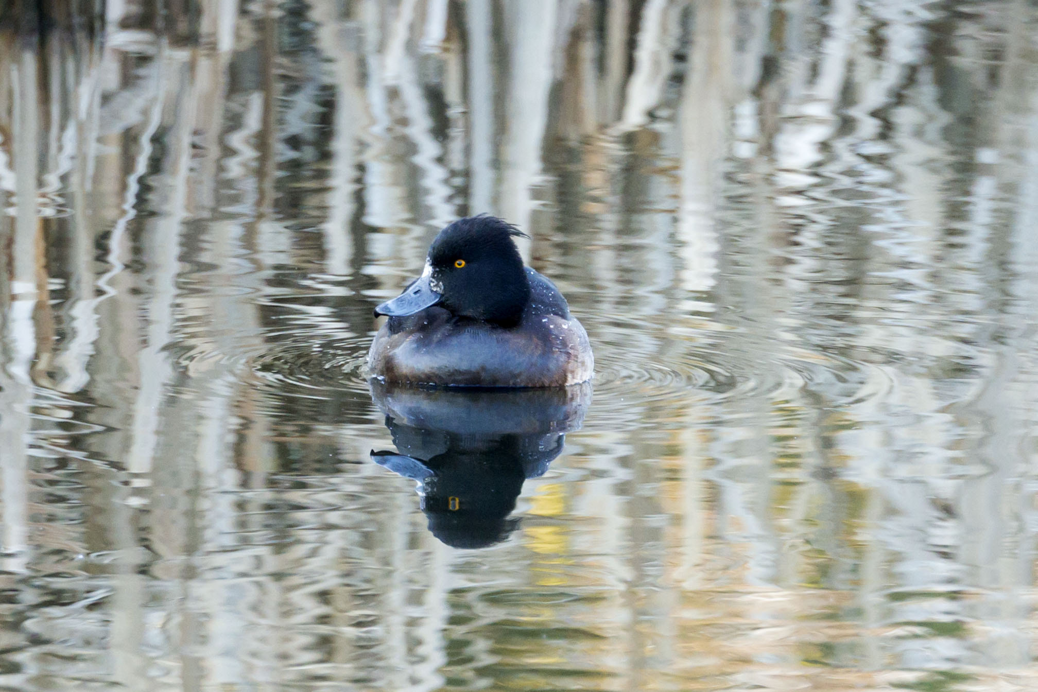 Sony Alpha NEX-6 + 70-300mm F4.5-5.6 G OSS sample photo. Rye meads - tufted duck photography