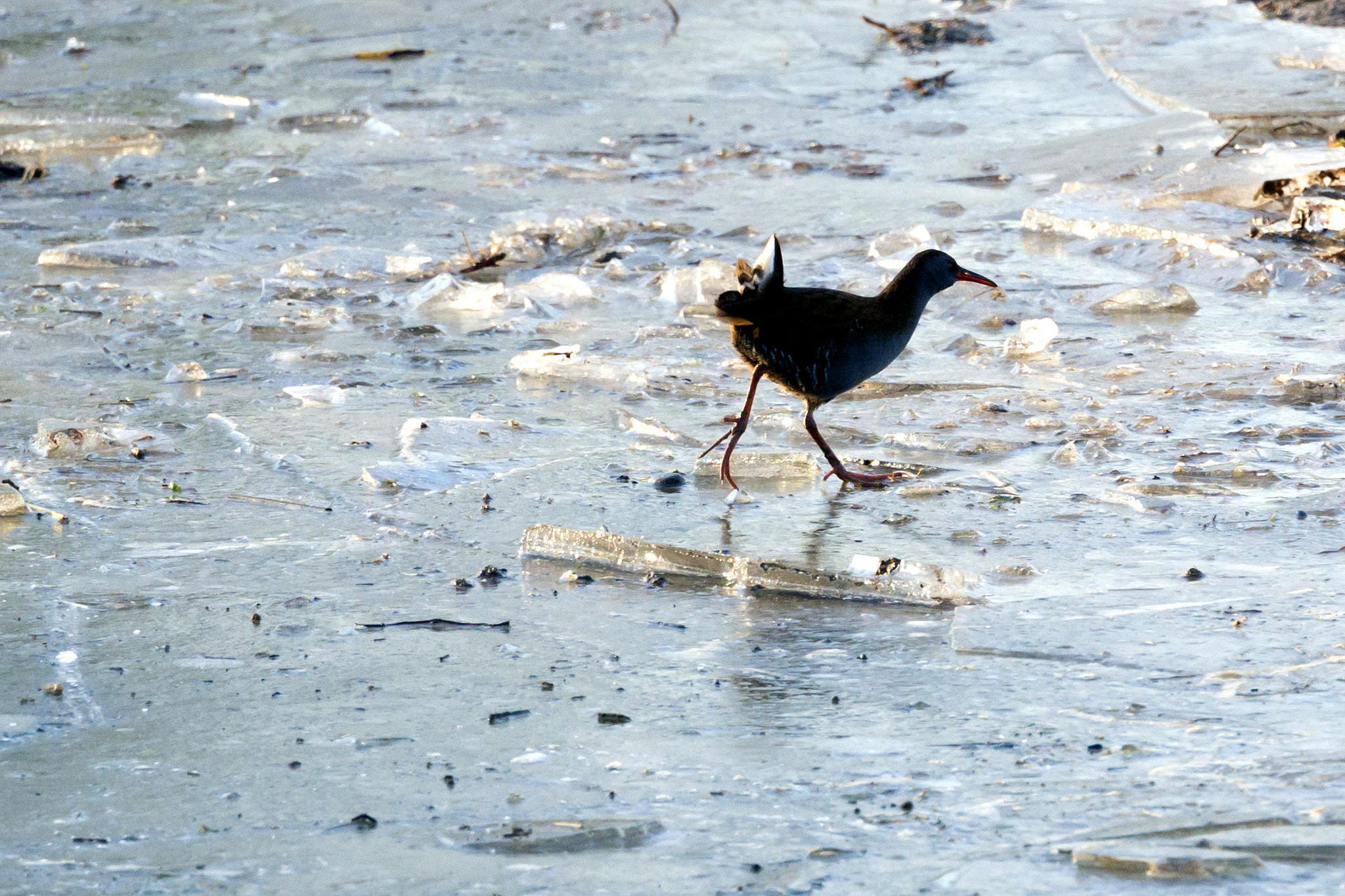 70-300mm F4.5-5.6 G OSS sample photo. Rye meads - water rail photography