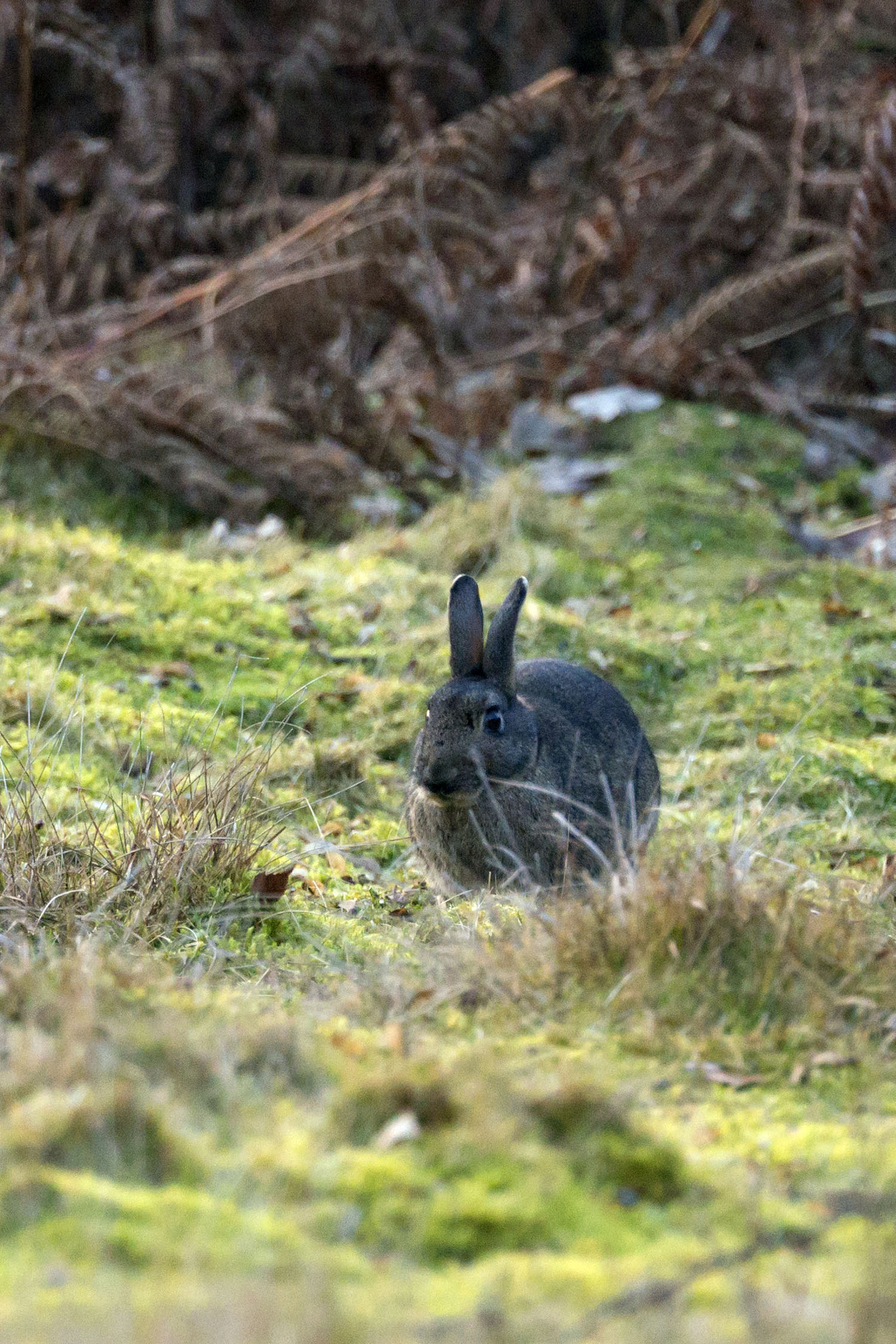 Sony Alpha NEX-6 + 70-300mm F4.5-5.6 G OSS sample photo. Sandy - bunny rabbit photography