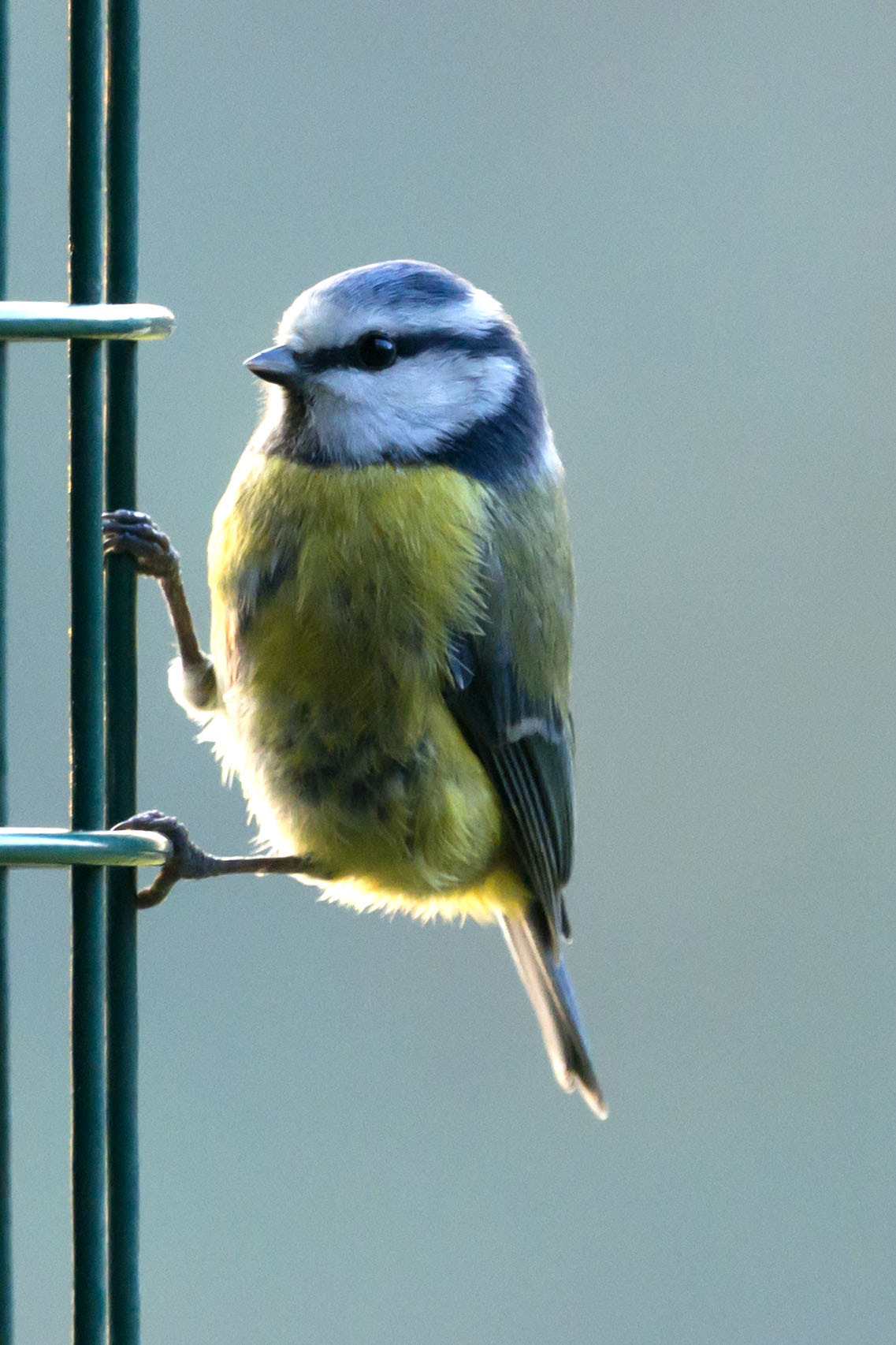 70-300mm F4.5-5.6 G OSS sample photo. Sandy - blue tit photography