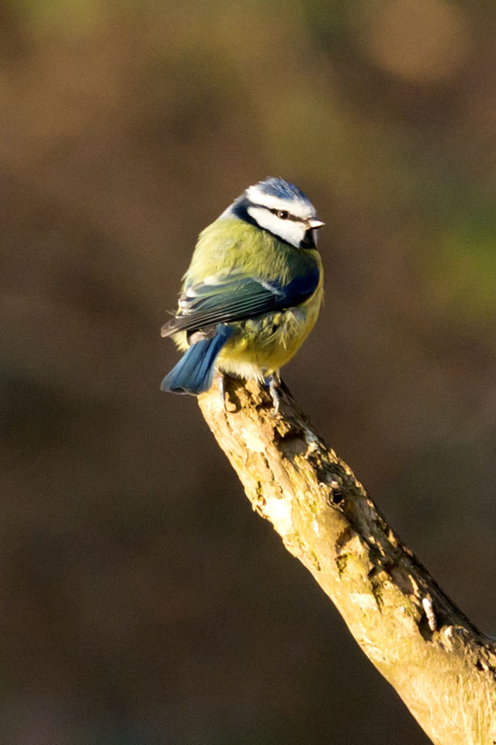 Sony Alpha NEX-6 + 70-300mm F4.5-5.6 G OSS sample photo. Sandy - bluetit photography