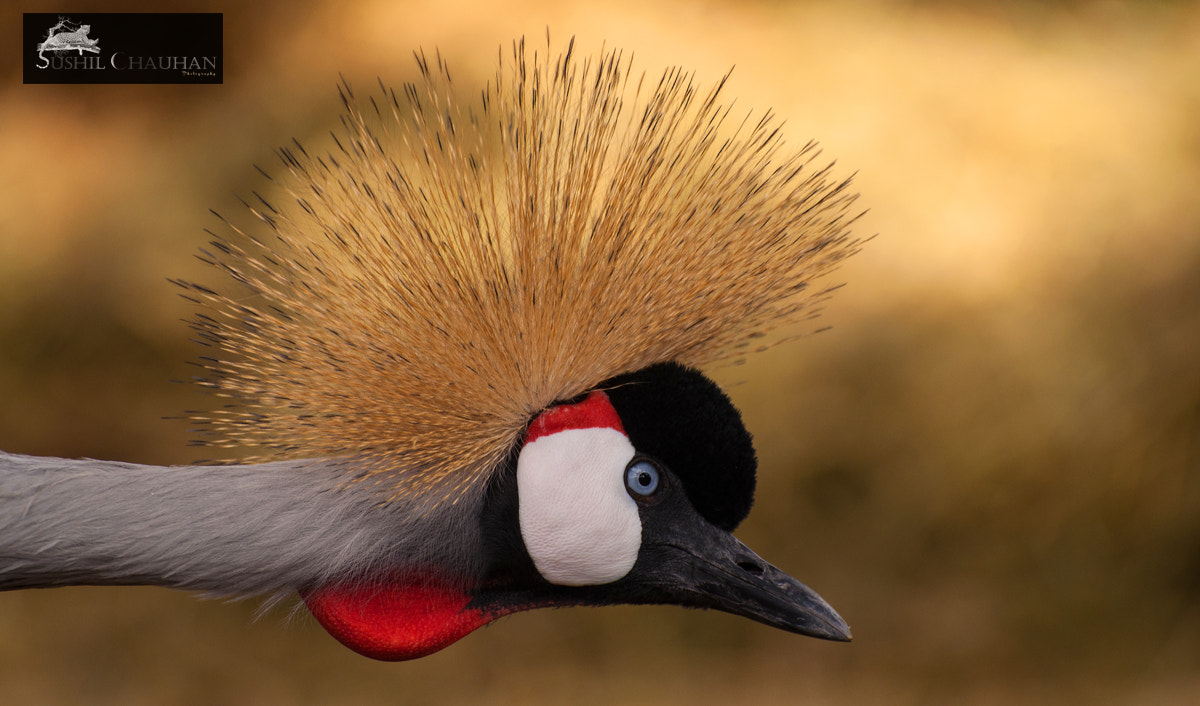 Nikon D5000 sample photo. Grey crowned crane profile photography