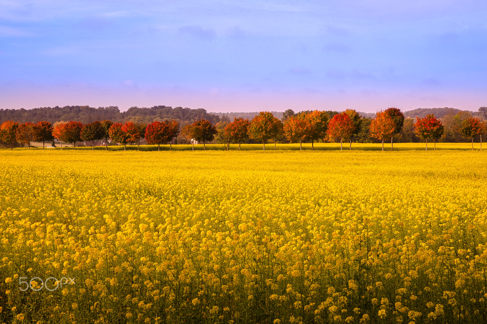 Canon EOS 5D Mark II + Sigma 24-70mm f/2.8 IF EX DG HSM sample photo. Colzas en automne photography