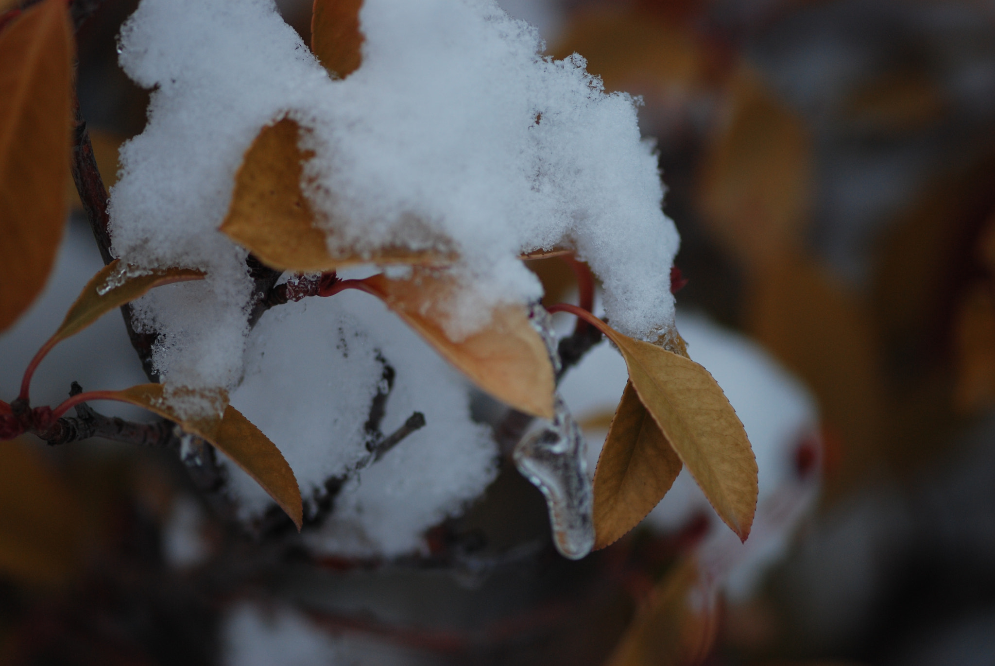 Nikon AF-S Micro-Nikkor 105mm F2.8G IF-ED VR sample photo