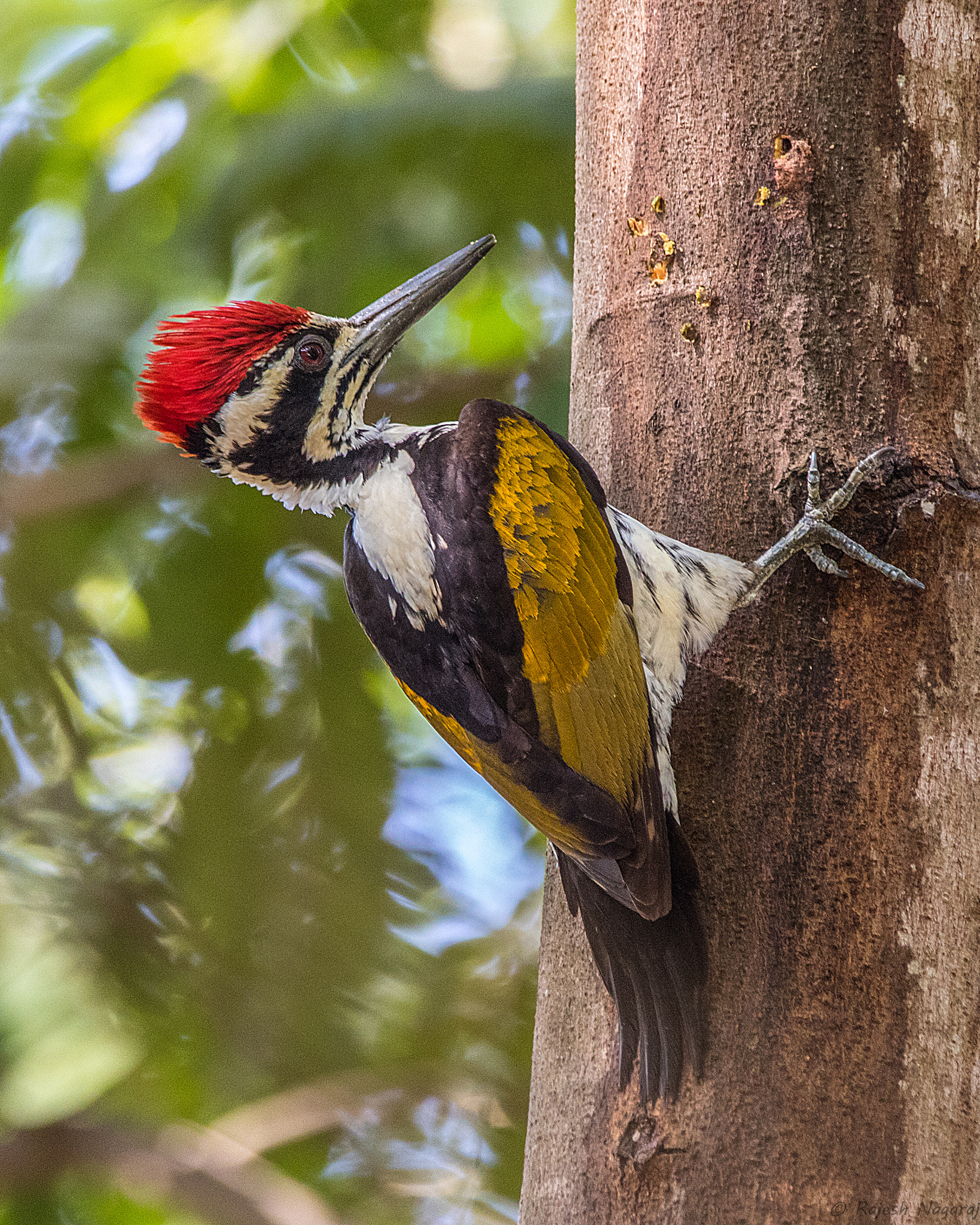 Sigma 150-600mm F5-6.3 DG OS HSM | C sample photo. White-naped woodpecker photography