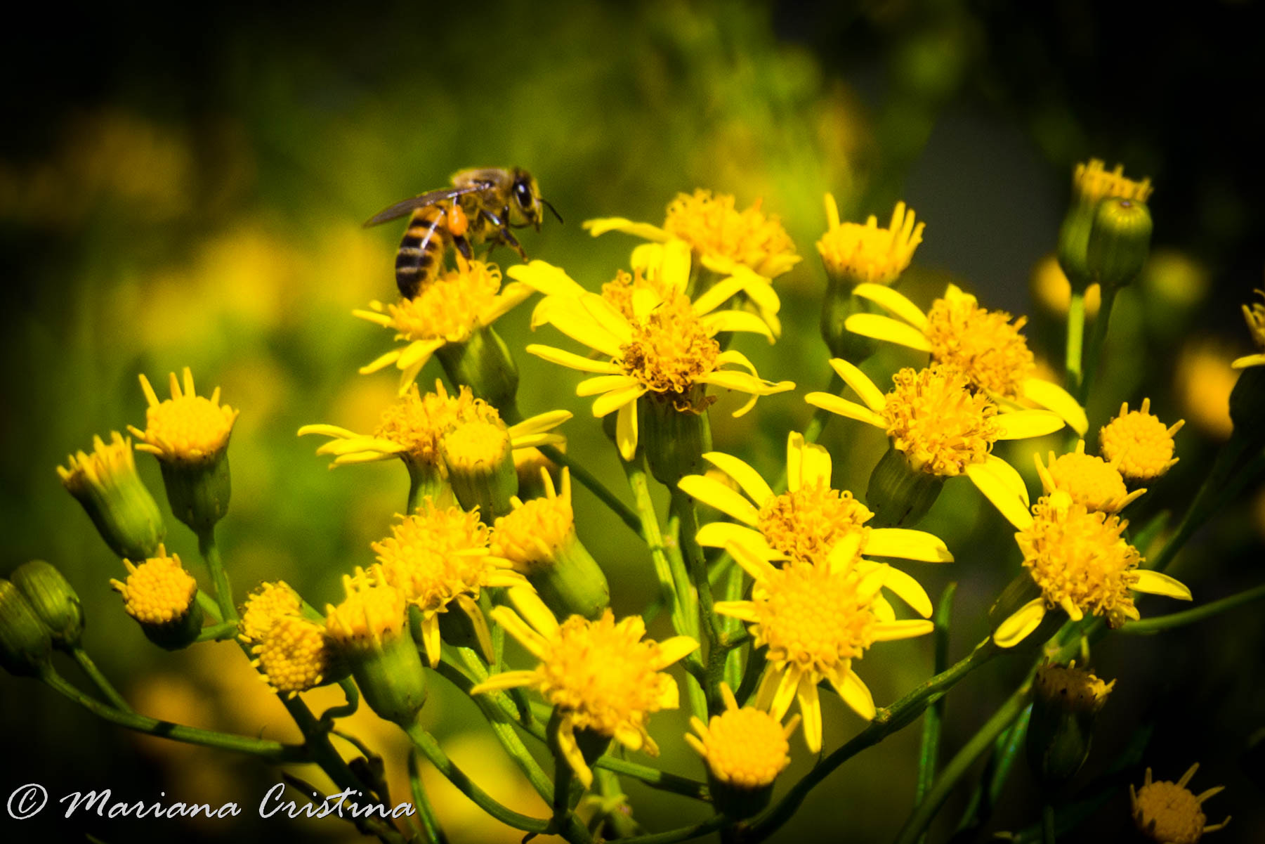 Canon EOS 1200D (EOS Rebel T5 / EOS Kiss X70 / EOS Hi) sample photo. Mariana cristina photography