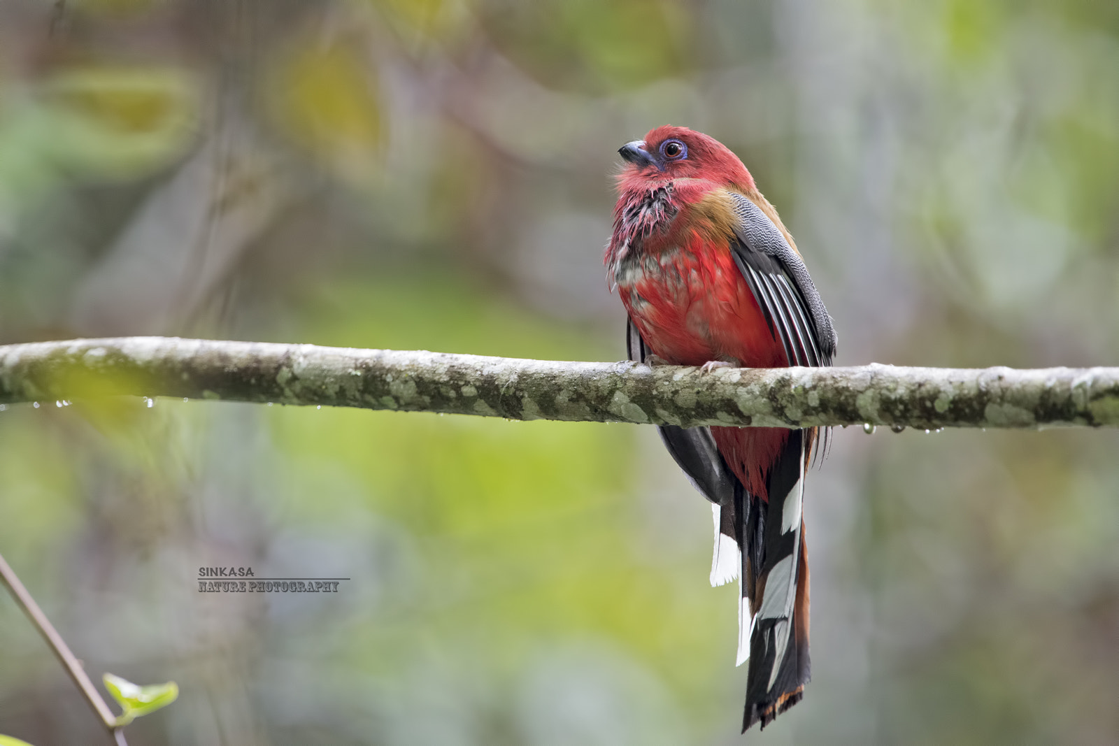 Nikon AF-S Nikkor 400mm F2.8G ED VR II sample photo. Red headed trogon photography