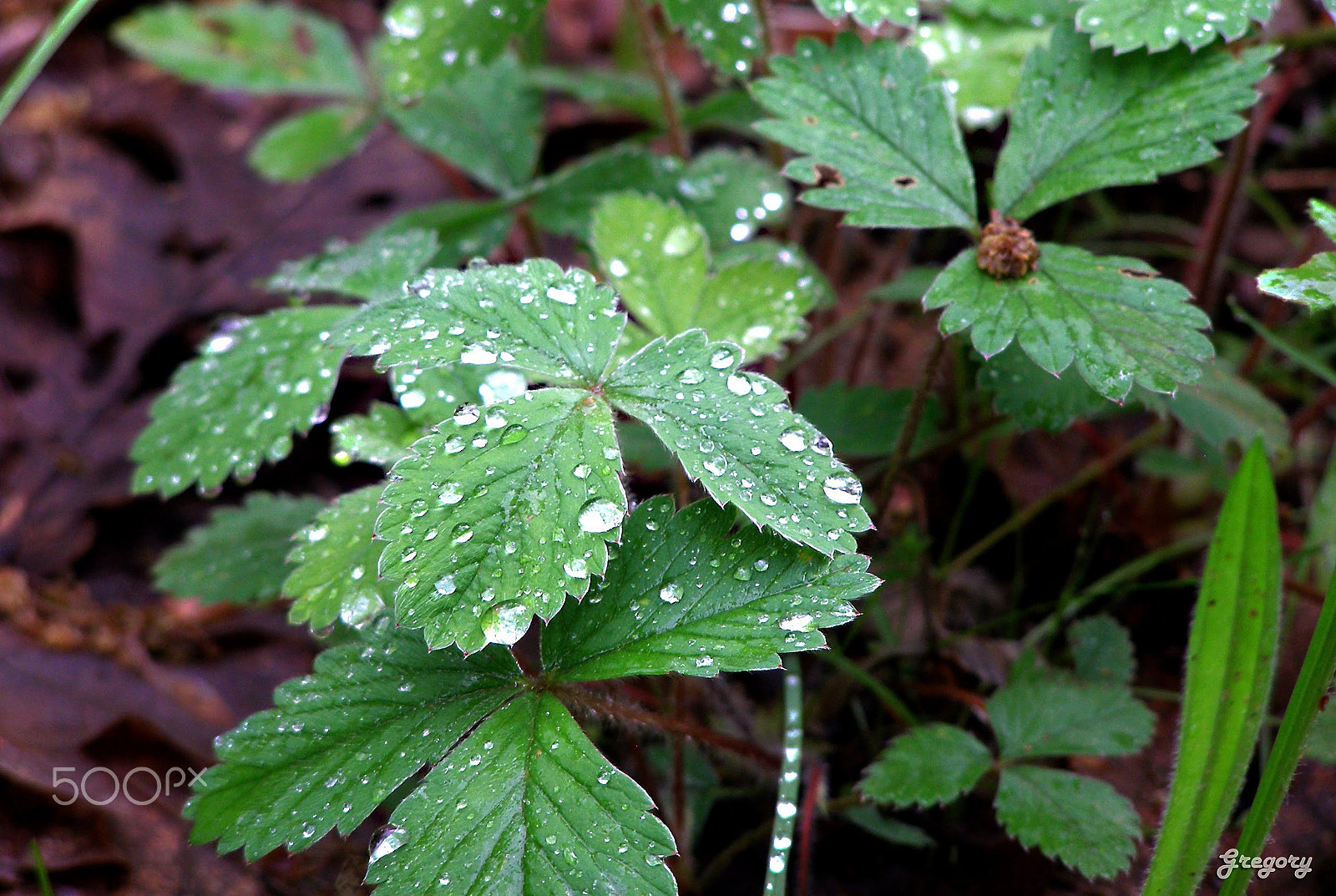 Olympus SP500UZ sample photo. Raindrops photography