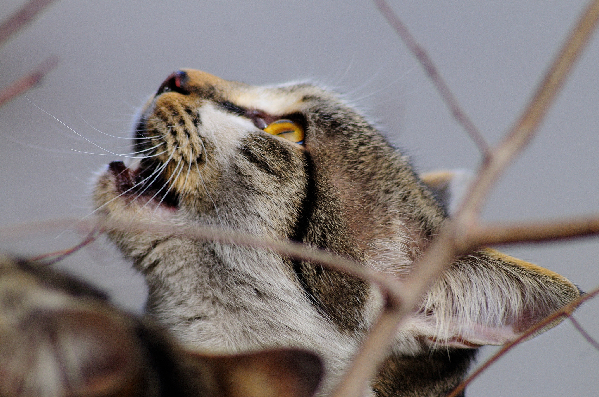 Tokina AT-X 400 AF SD (AF 400mm f/5.6) sample photo. Hunter photography