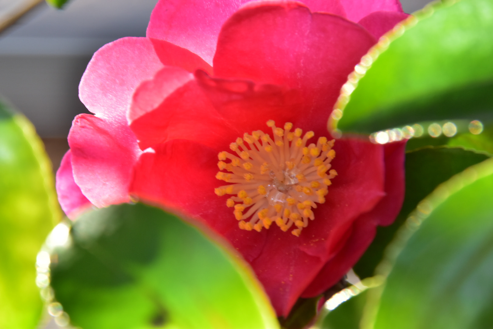 Nikon D5500 sample photo