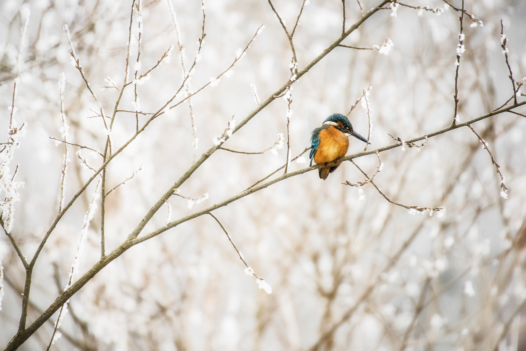 Nikon D750 + Sigma 50-500mm F4.5-6.3 DG OS HSM sample photo. Kingfisher photography