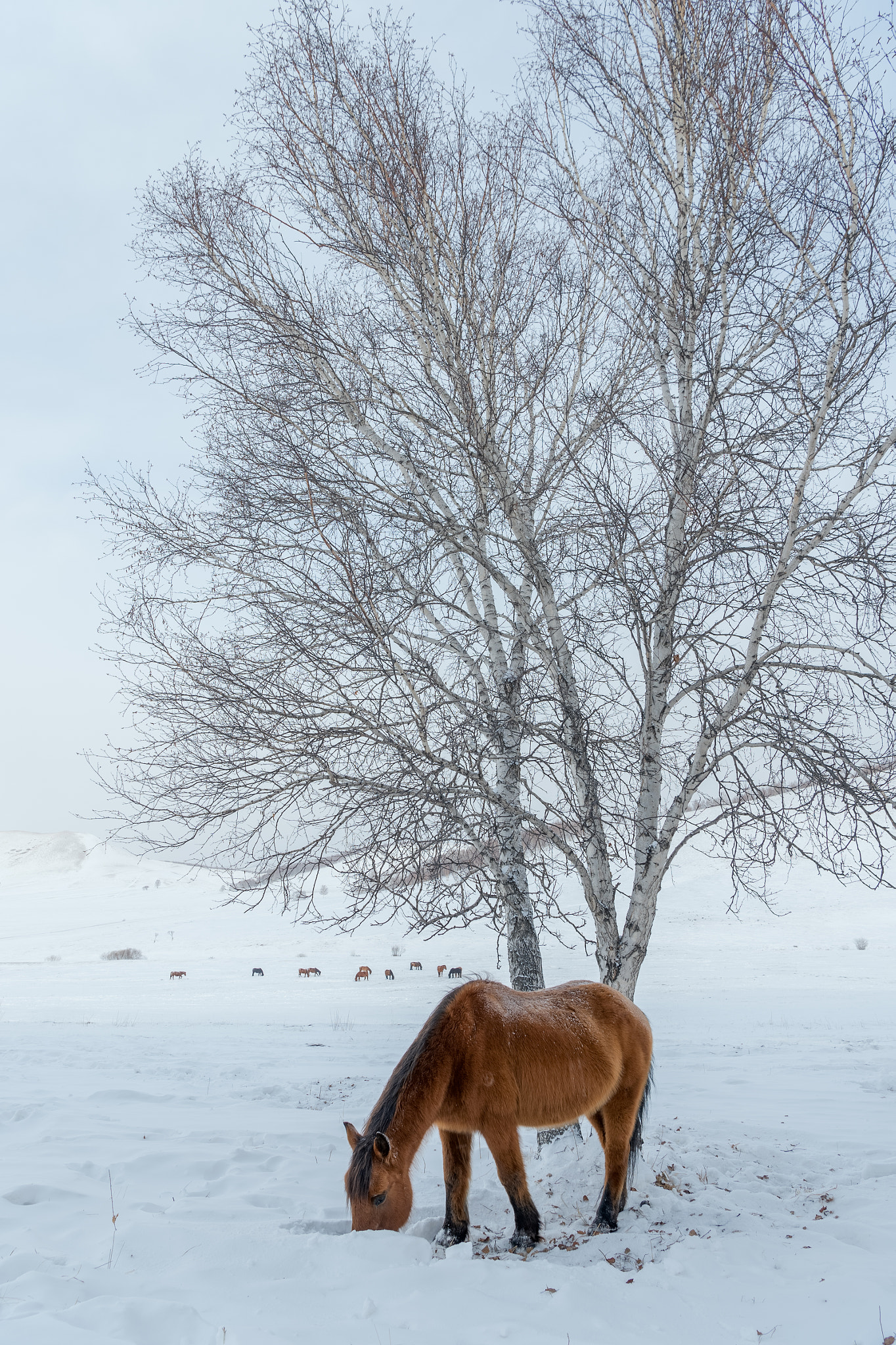 Nikon AF-S Nikkor 24-70mm F2.8E ED VR sample photo. In the winter photography