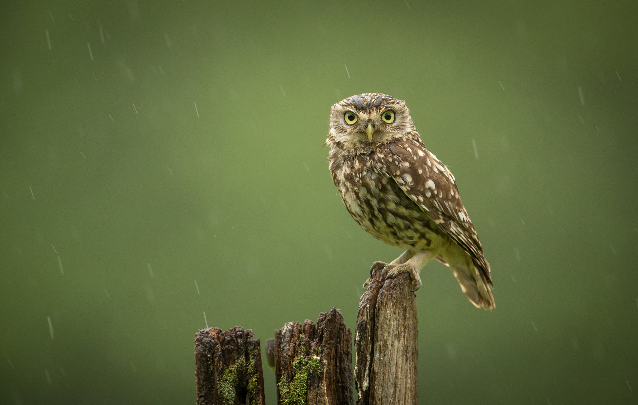 Canon EF 500mm F4L IS USM sample photo. Wet... photography
