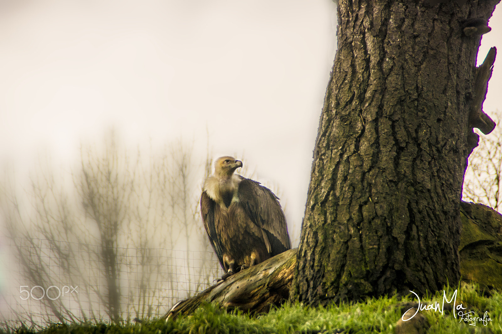 Sony Alpha DSLR-A500 sample photo. Zoo de santillana del mar ( buitre leonado ). photography