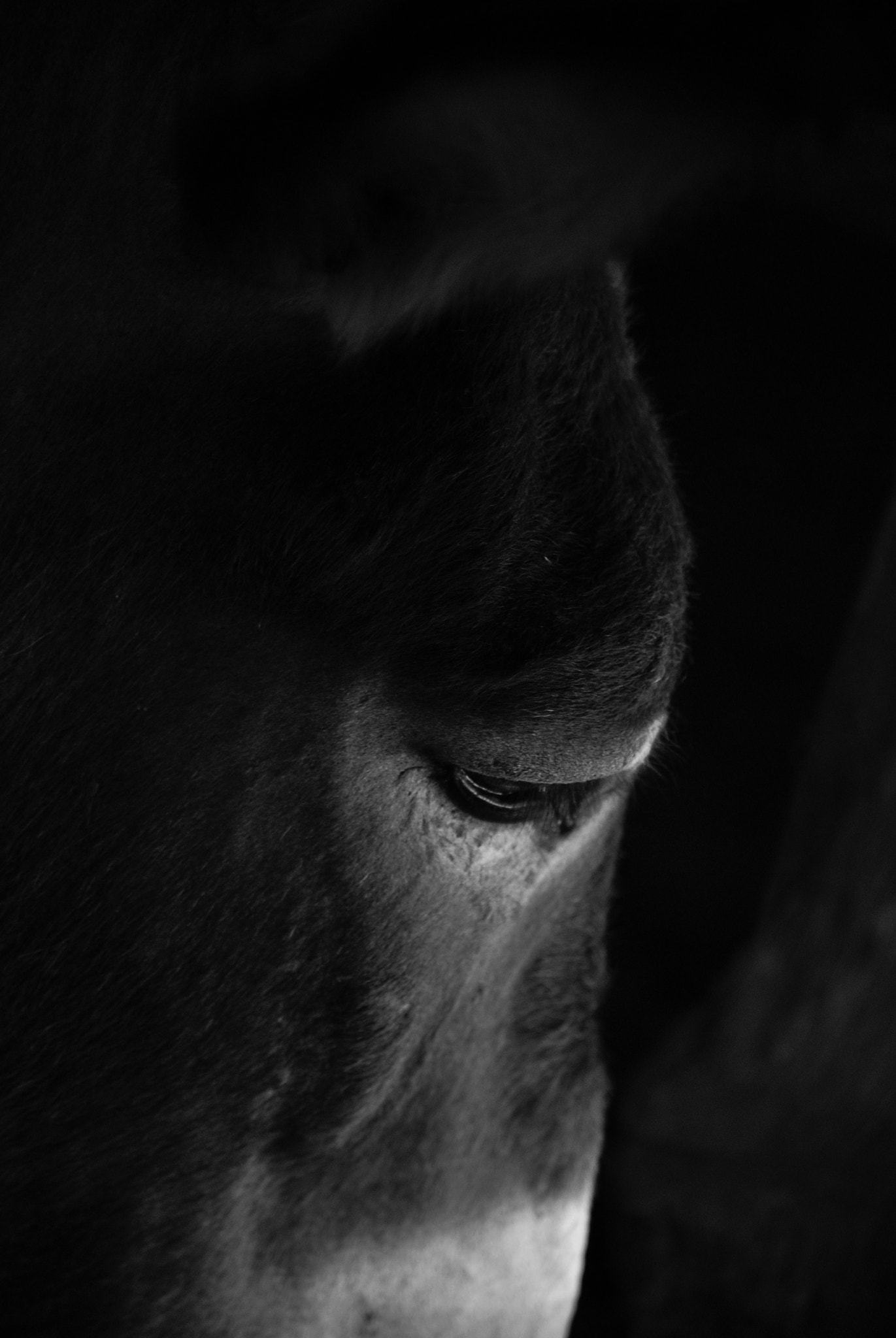 Nikon D3000 sample photo. Breathing together photography