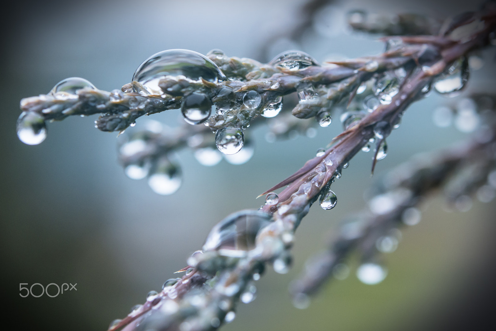 Nikon AF-S Micro-Nikkor 60mm F2.8G ED sample photo. One drop, two drops, three drops, a lot of drops photography