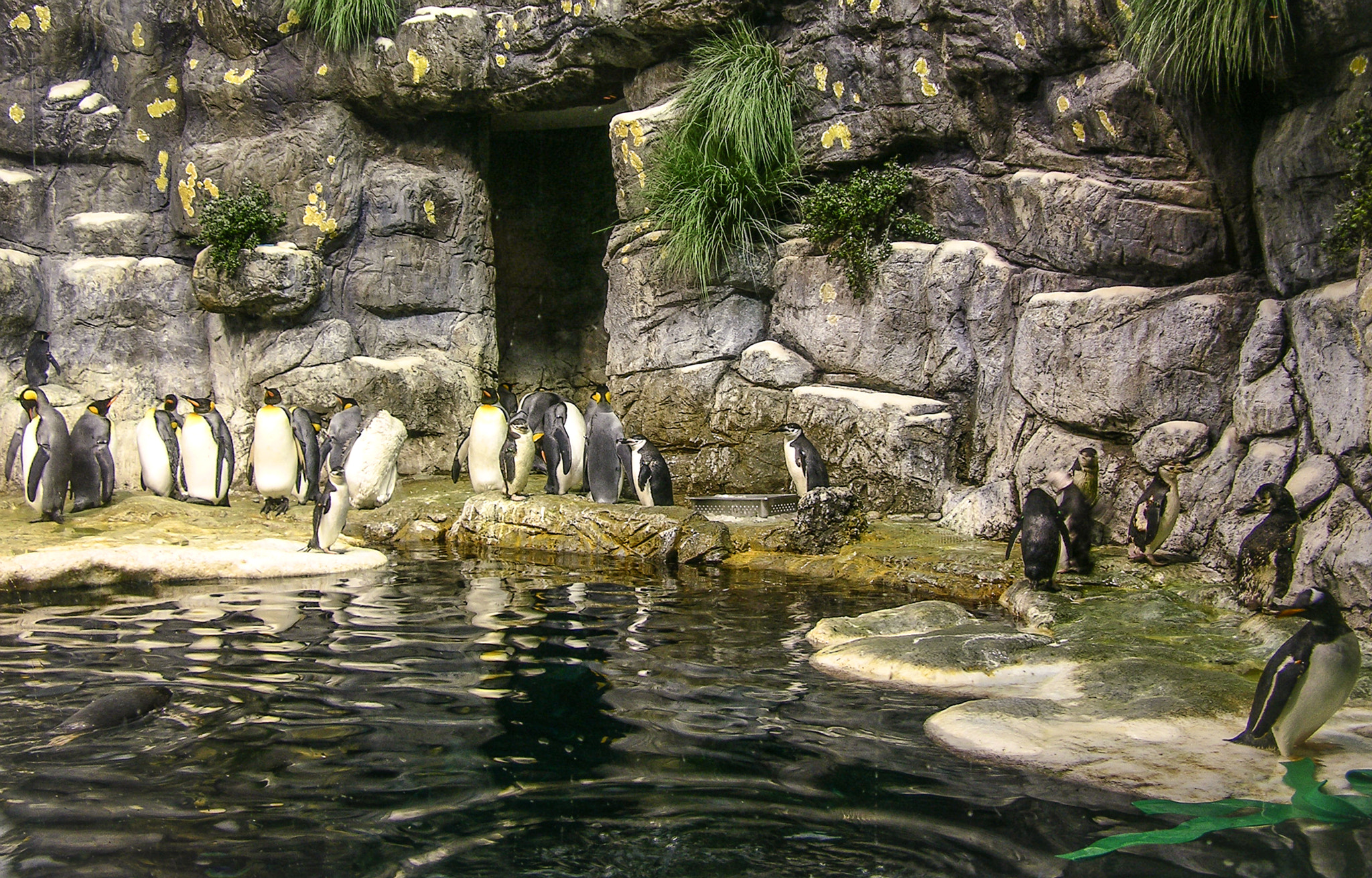 Nikon E8700 sample photo. Texas penguins photography