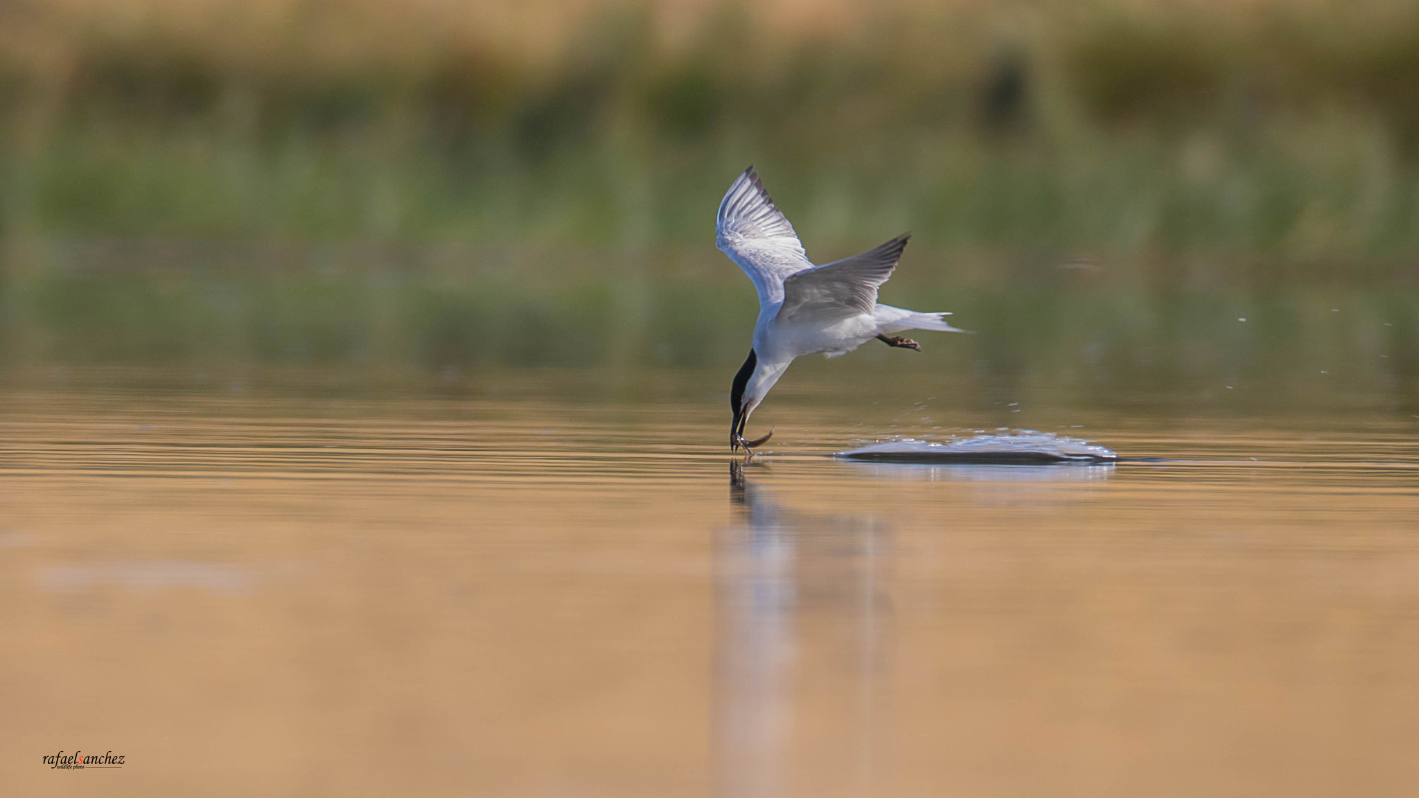 Sigma 150-600mm F5-6.3 DG OS HSM | C sample photo. Charran - common tern photography