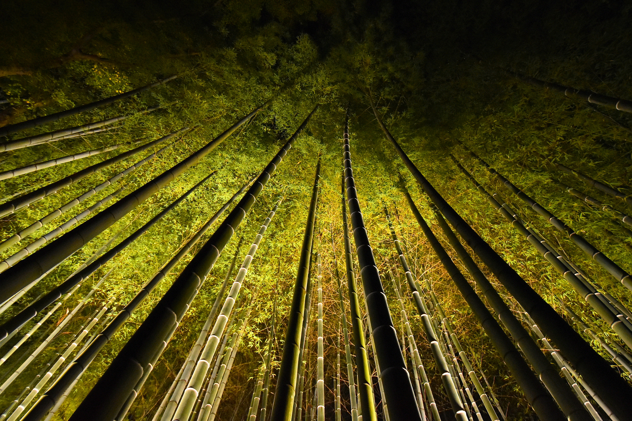 Nikon D5500 sample photo. Bamboo forest, hogonin, kyoto photography