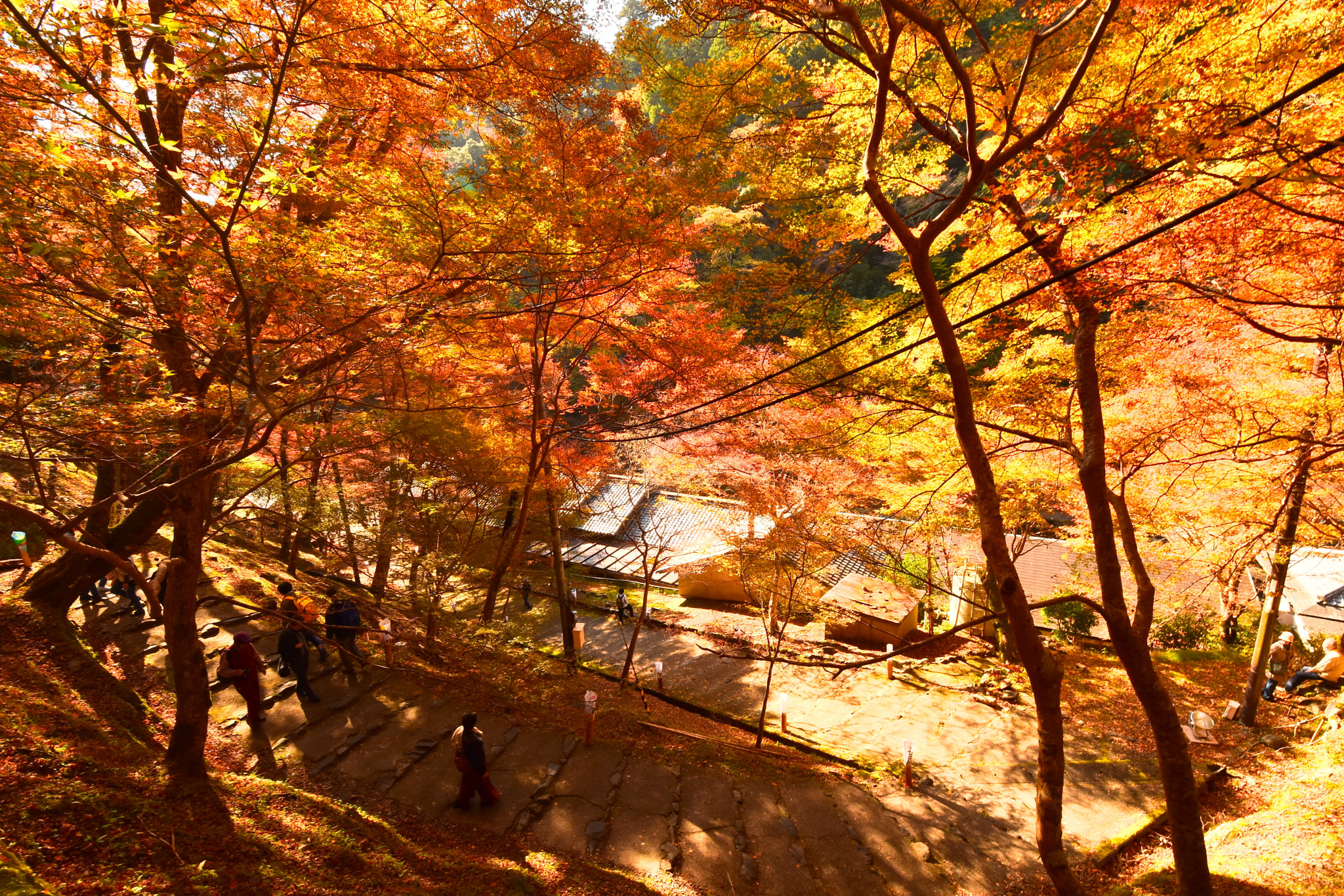 Nikon D5500 sample photo. Koyo, takao, kyoto photography