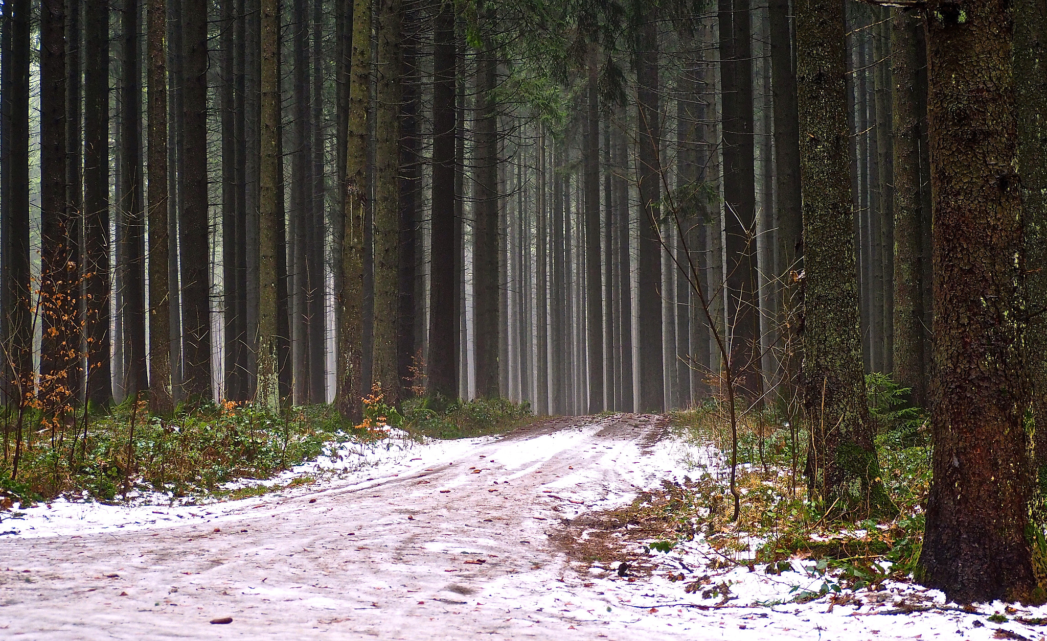 Olympus OM-D E-M5 II sample photo. Winter woods photography